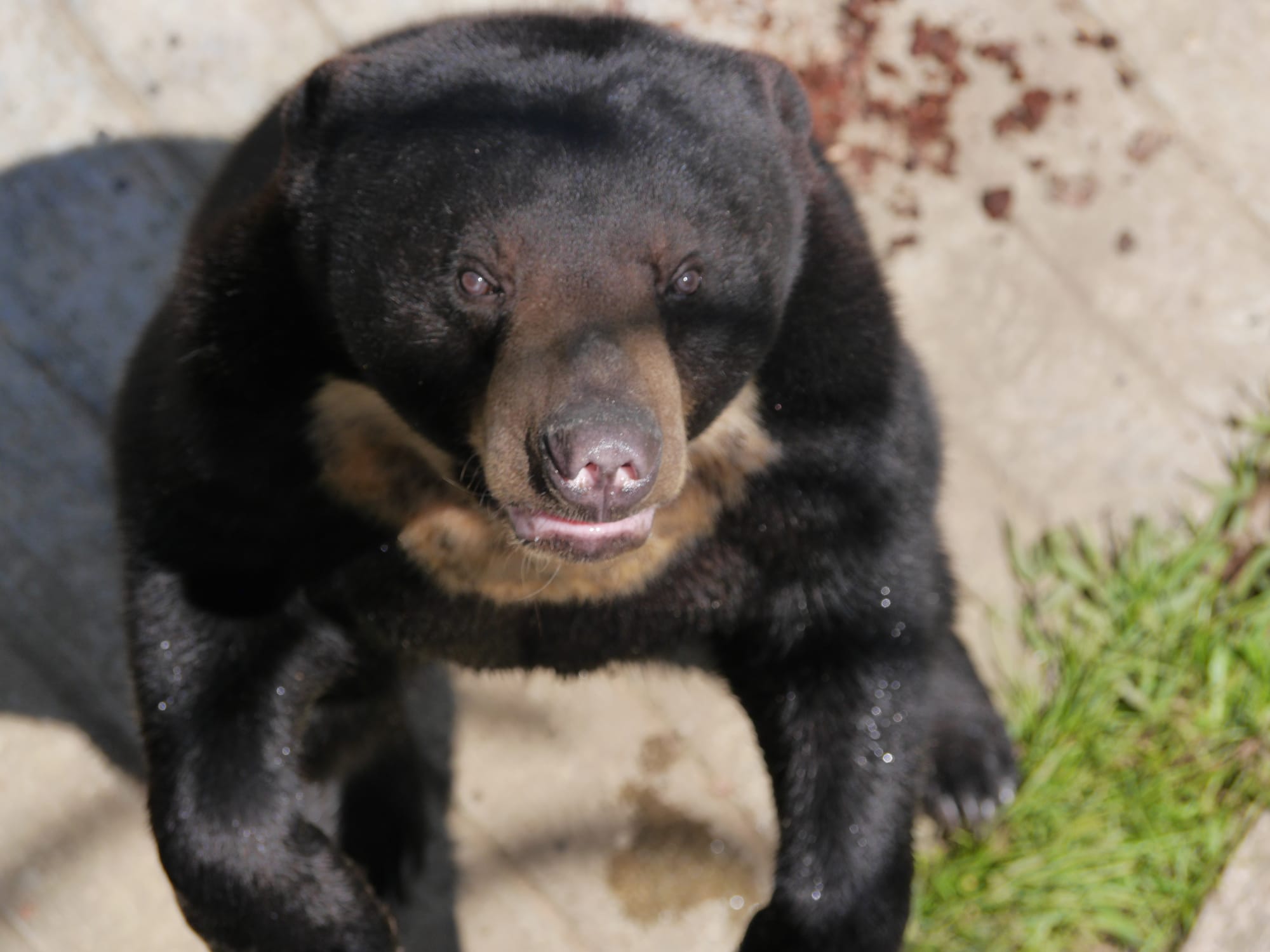 Photo by Author — bear— The Zoo, Johor Bahru, Johor, Malaysia
