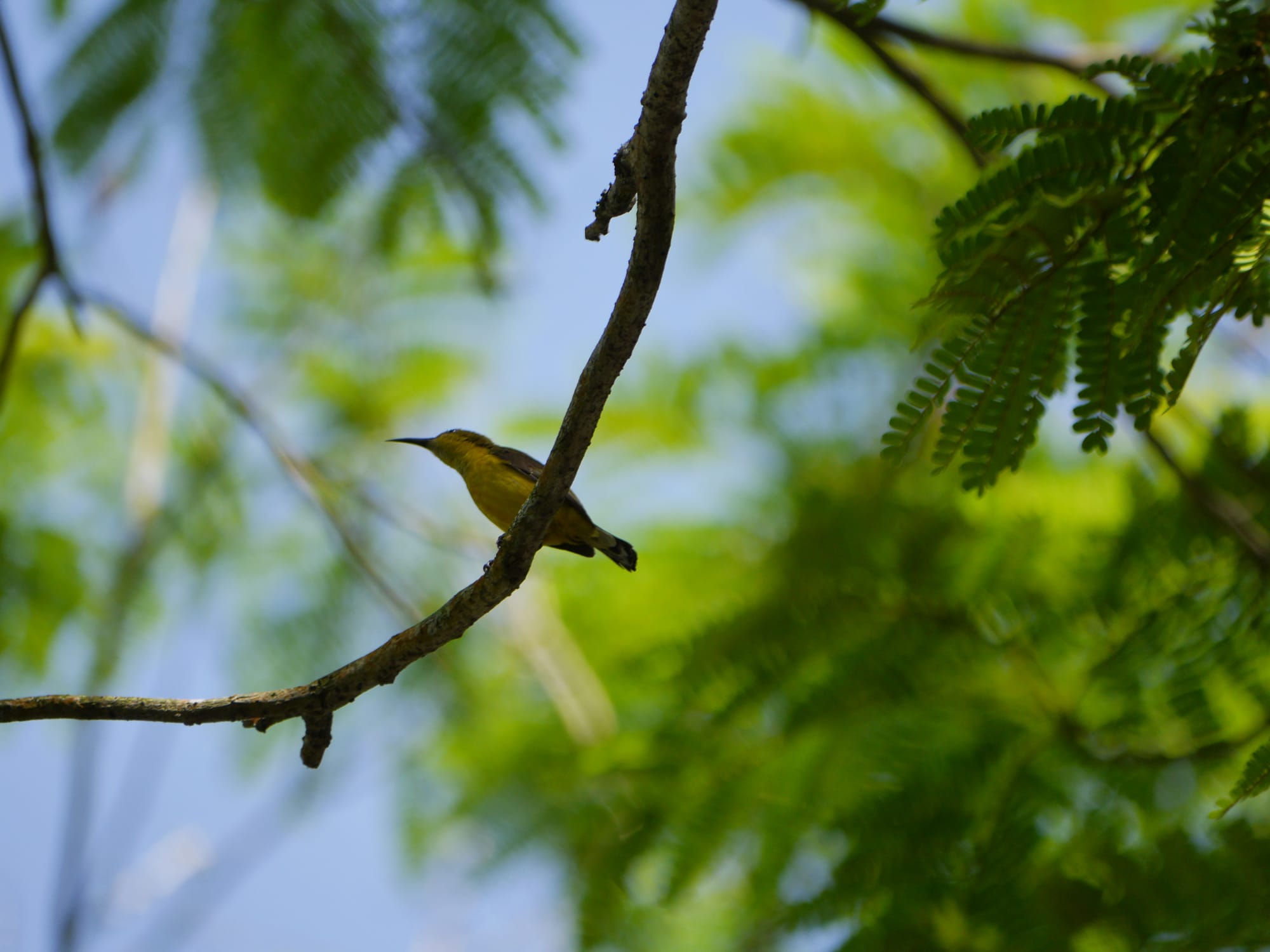 Photo by Author — Brown-throated (or Plain-throated) Sunbird (Anthreptes malacensis)?