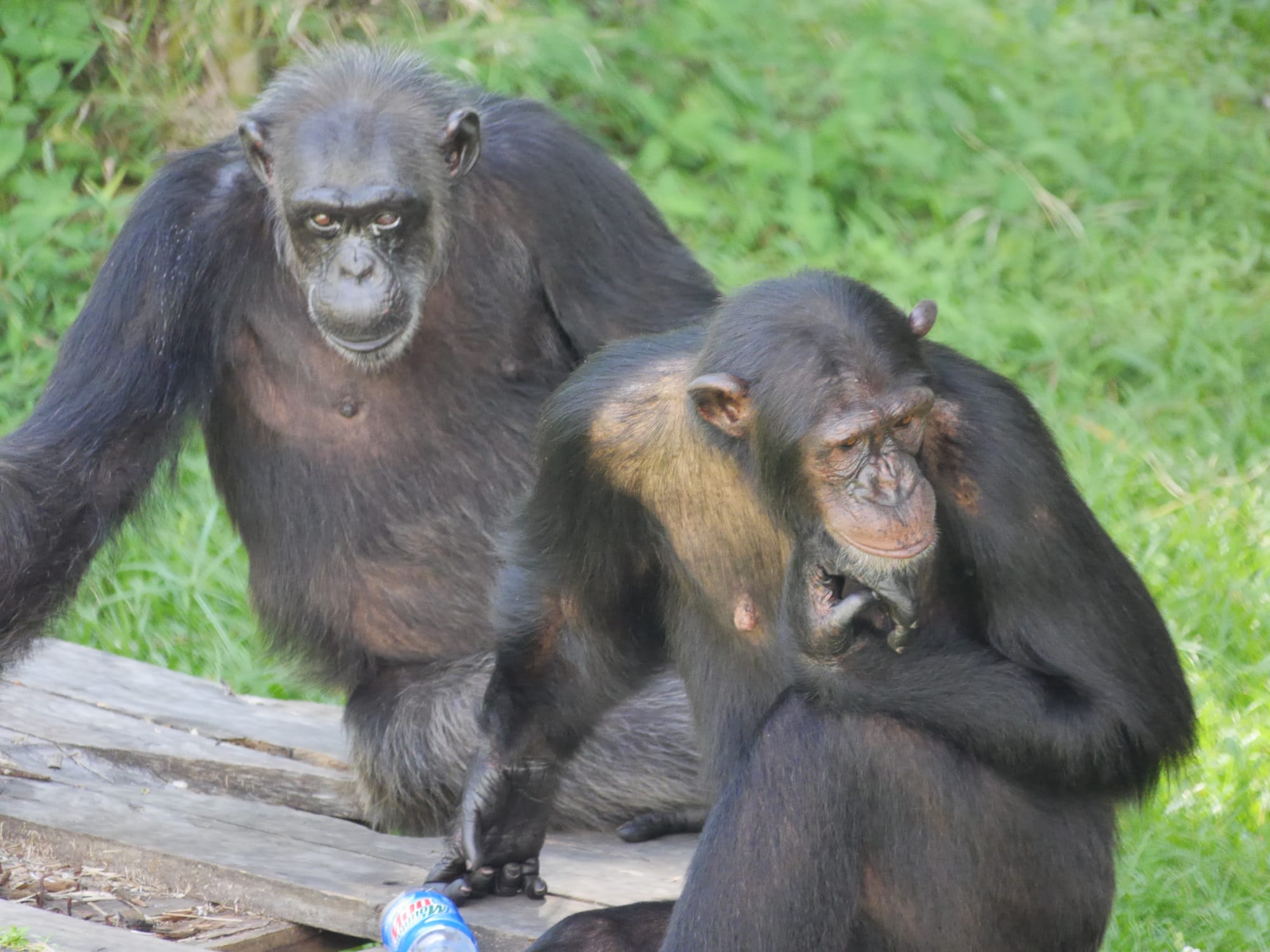 Photo by Author — monkeys— The Zoo, Johor Bahru, Johor, Malaysia