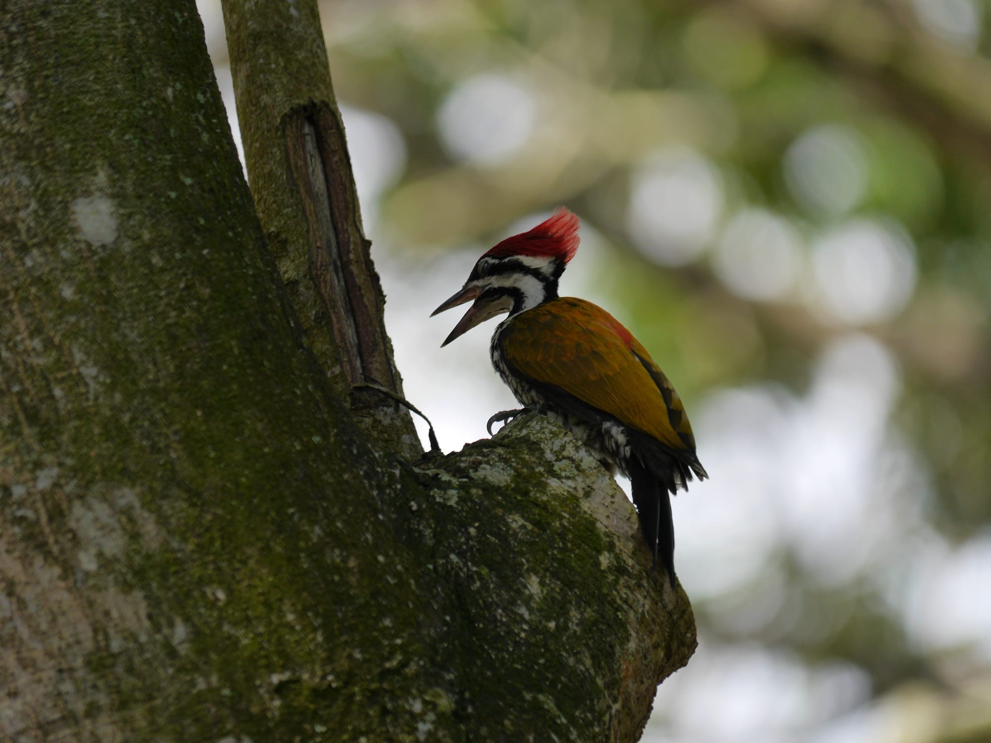 Photo by Author — Common Goldenback Woodpecker or Common Flameback (Dinopium javanense)