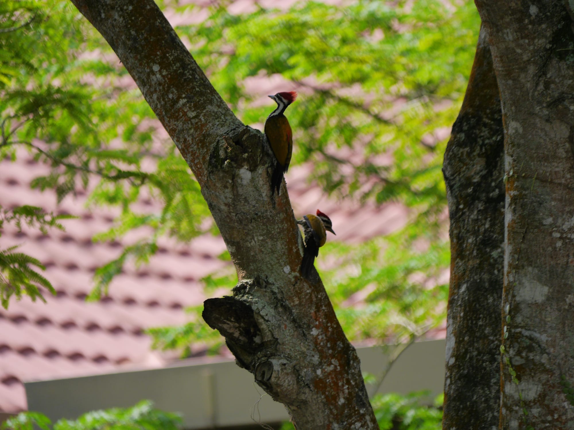 Photo by Author — Common Goldenback Woodpecker or Common Flameback (Dinopium javanense)