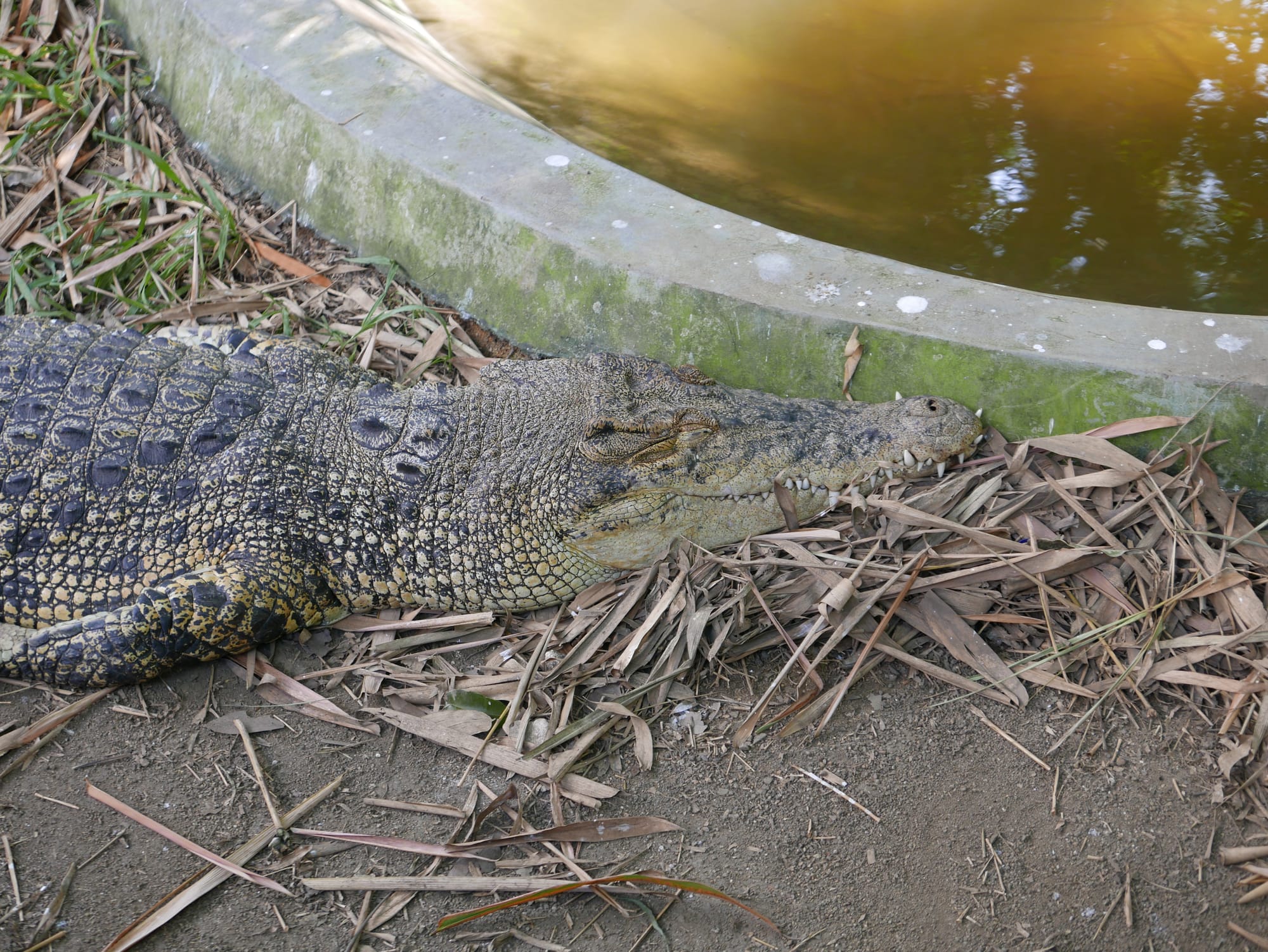 Photo by Author — crocodile — The Zoo, Johor Bahru, Johor, Malaysia