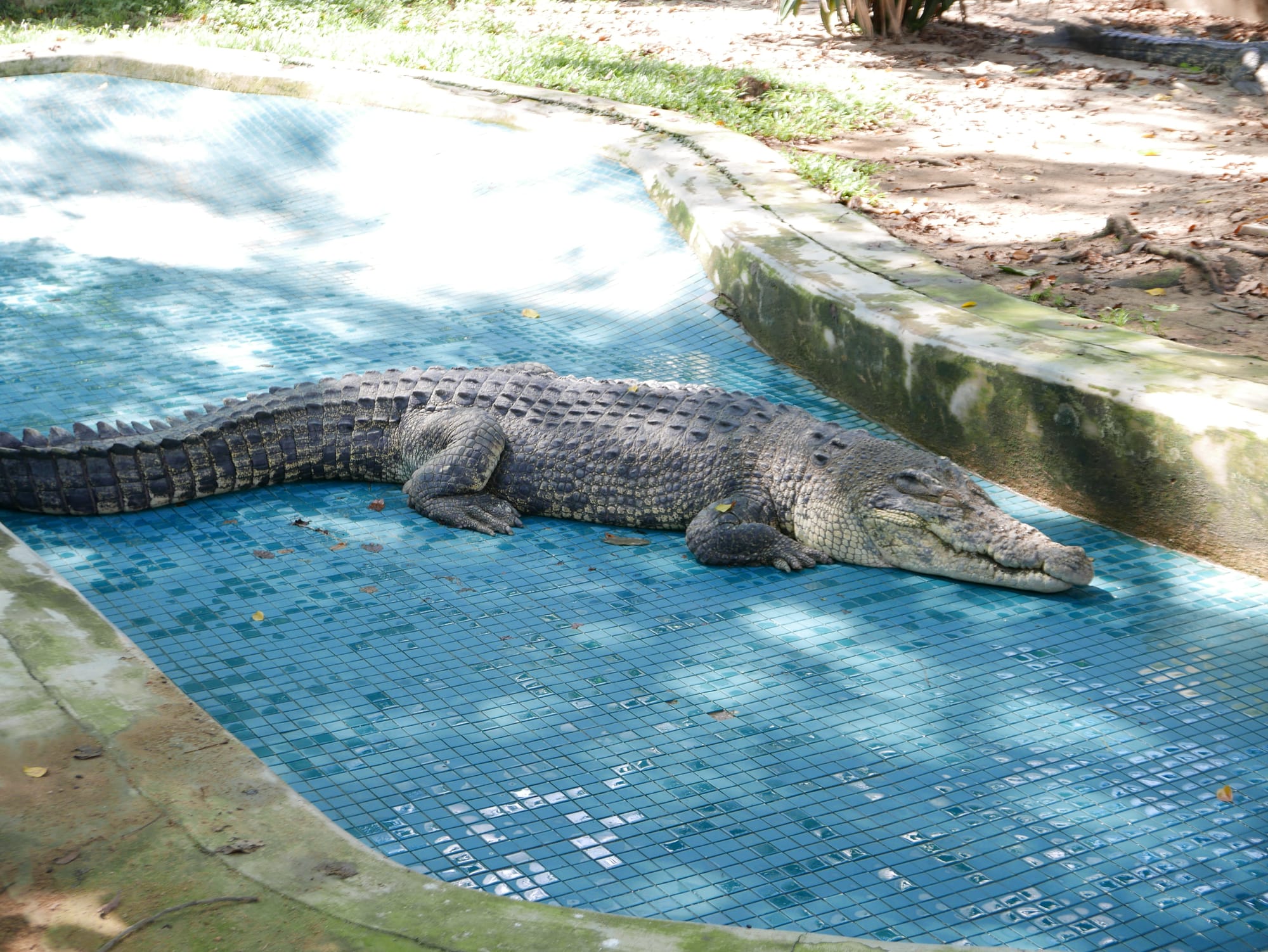 Photo by Author — crocodile pen — The Zoo, Johor Bahru, Johor, Malaysia