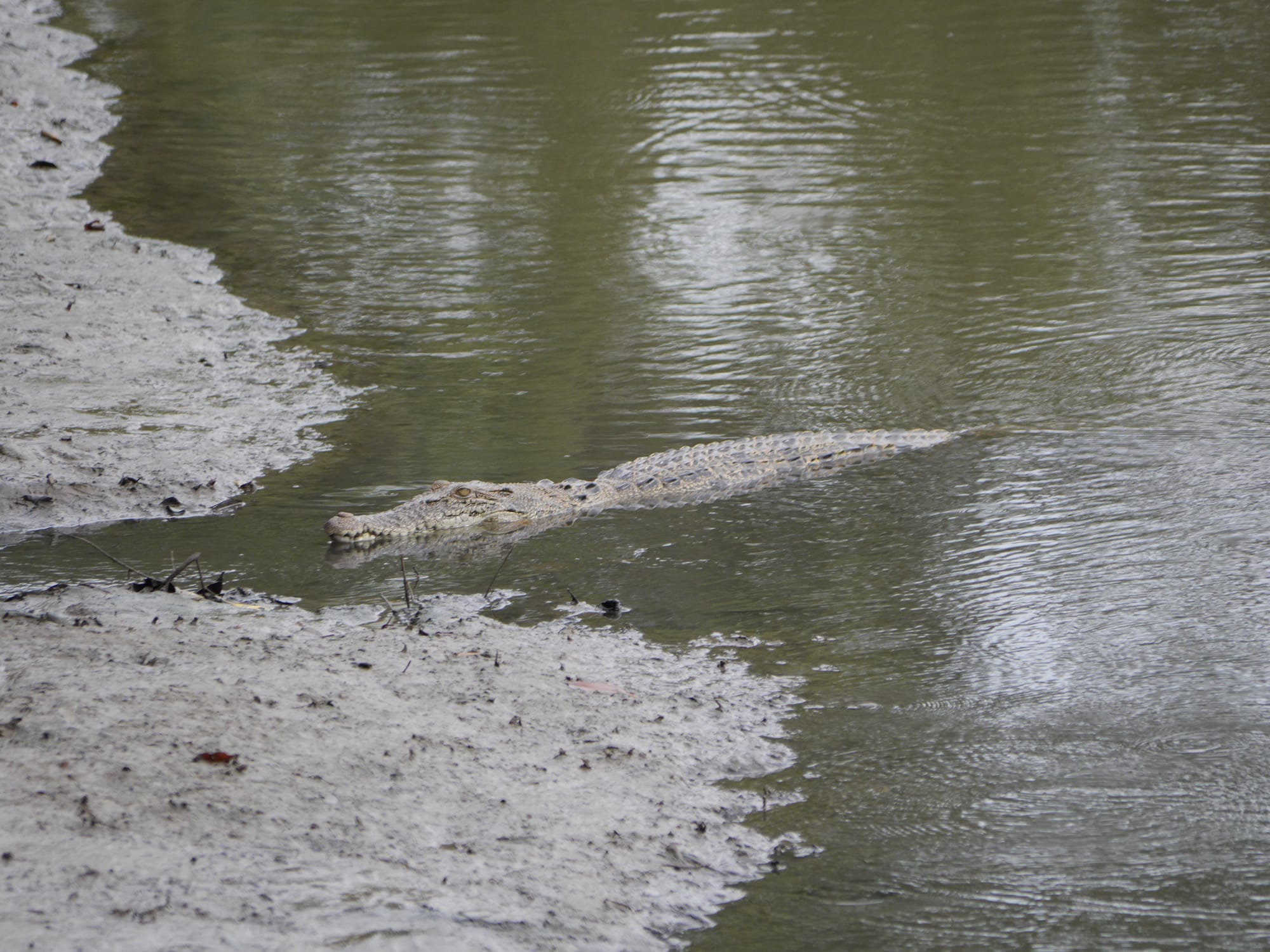 Photo by Author — I guess they weren’t kidding — crocodile — Sungei Buloh Wetland Reserve, Singapore