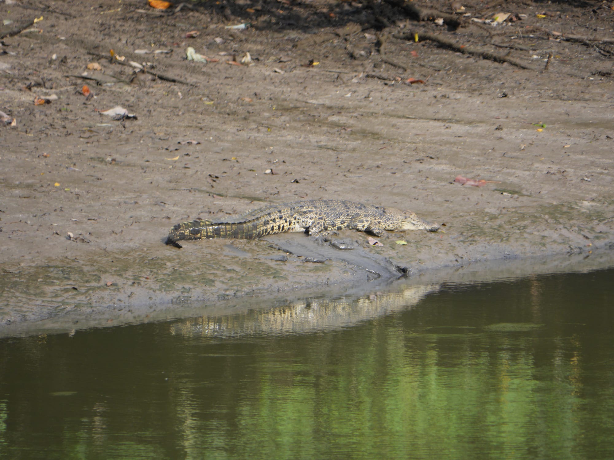 Photo by Author — crocodile — Sungei Buloh Wetland Reserve, Singapore