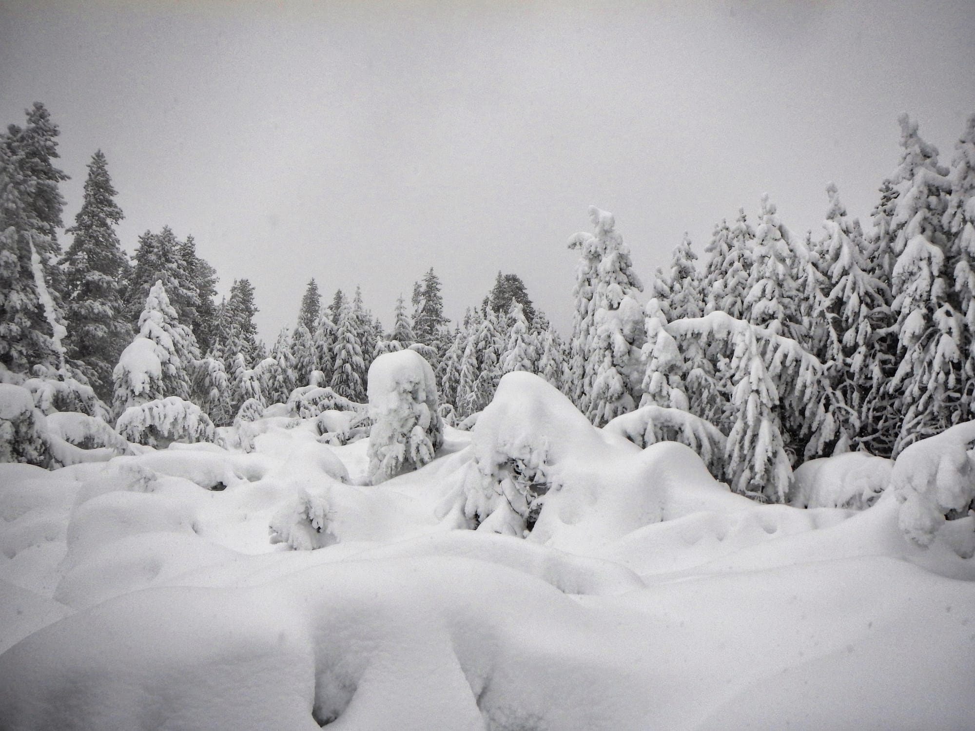 Photo by Author — ice-covered ghost trees and thermal activity, Norris Geyser Basin