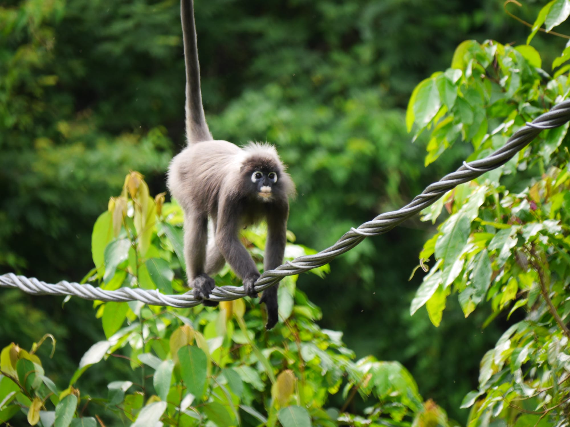 Photo by Author — Dusky Leaf Monkeys (Trachypithecus obscurus) — Kota Tinggi, Johor, Malaysia