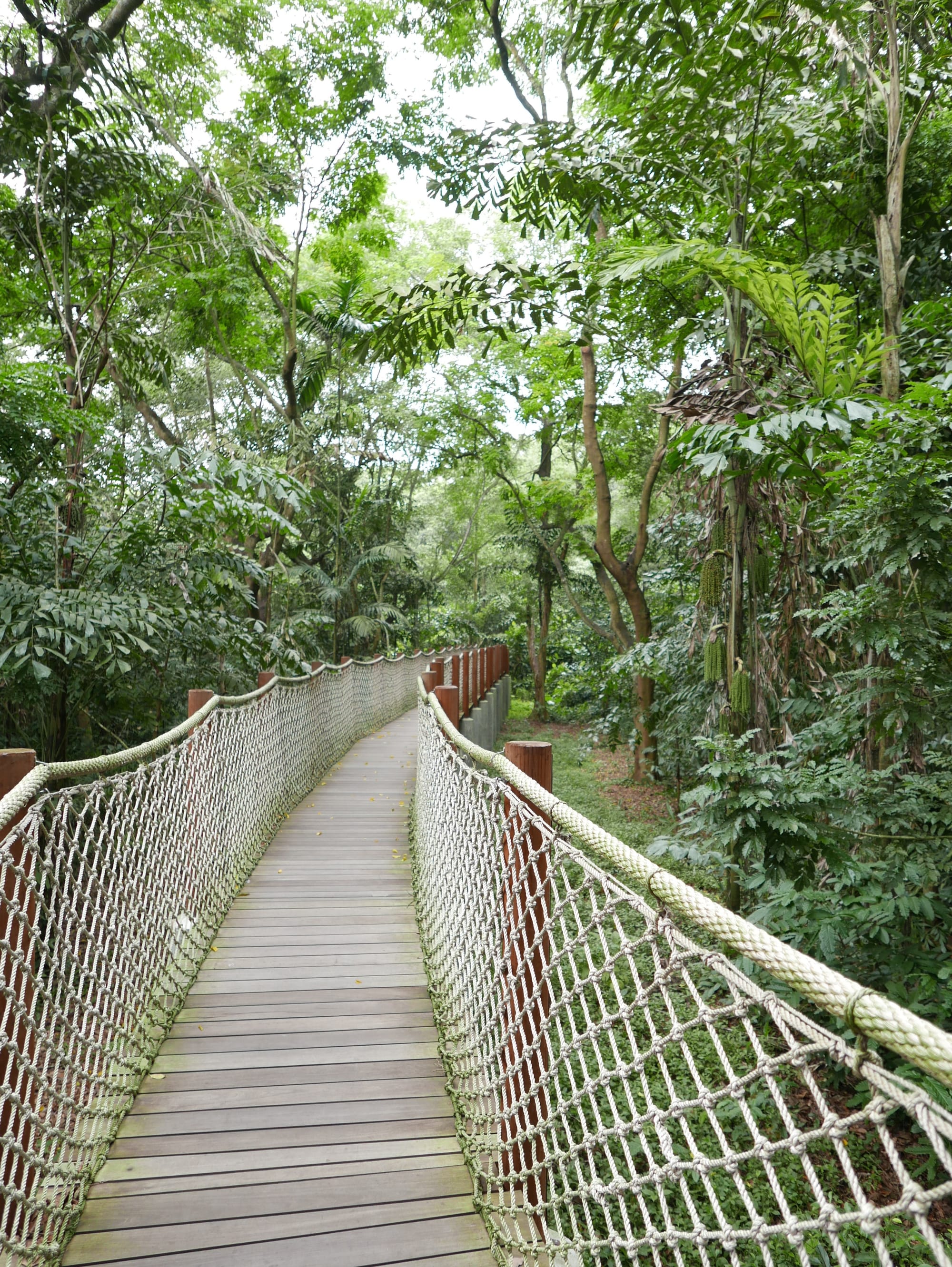 Photo by Author — elevated rope walkway — Sungei Buloh Wetland Reserve, Singapore