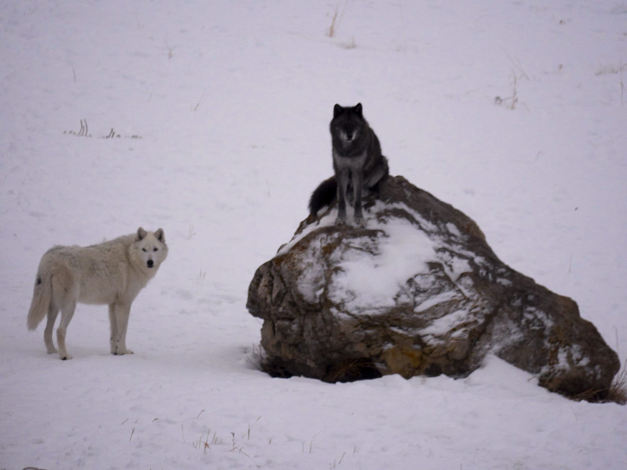 Photo by Author — the wolves next door — the new pack