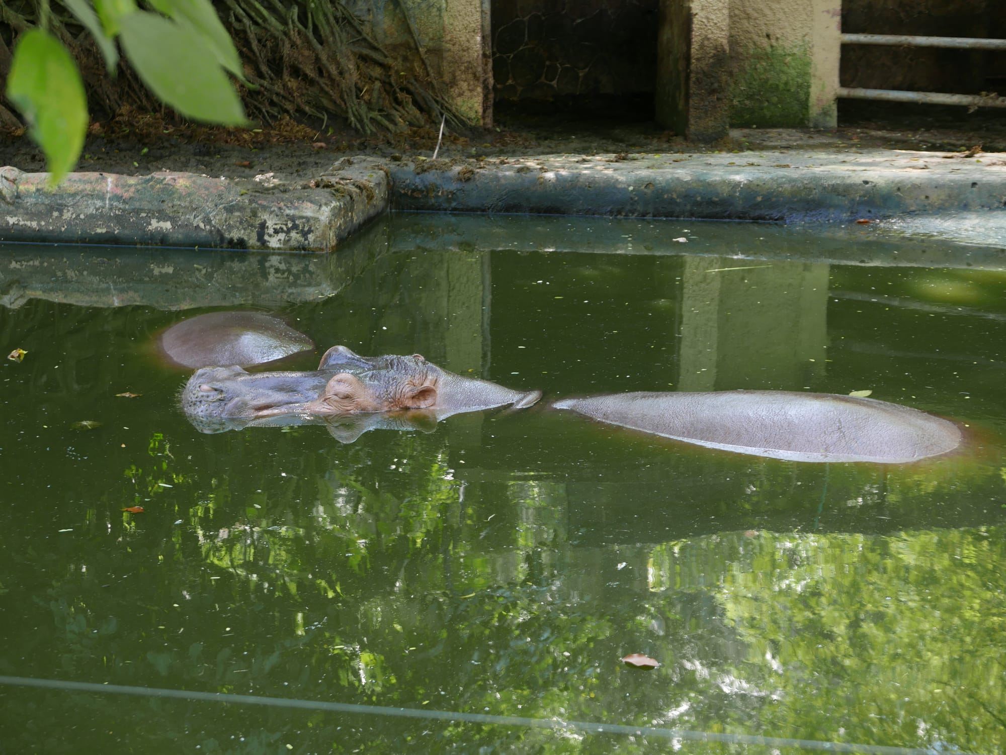 Photo by Author — hippo pool — The Zoo, Johor Bahru, Johor, Malaysia