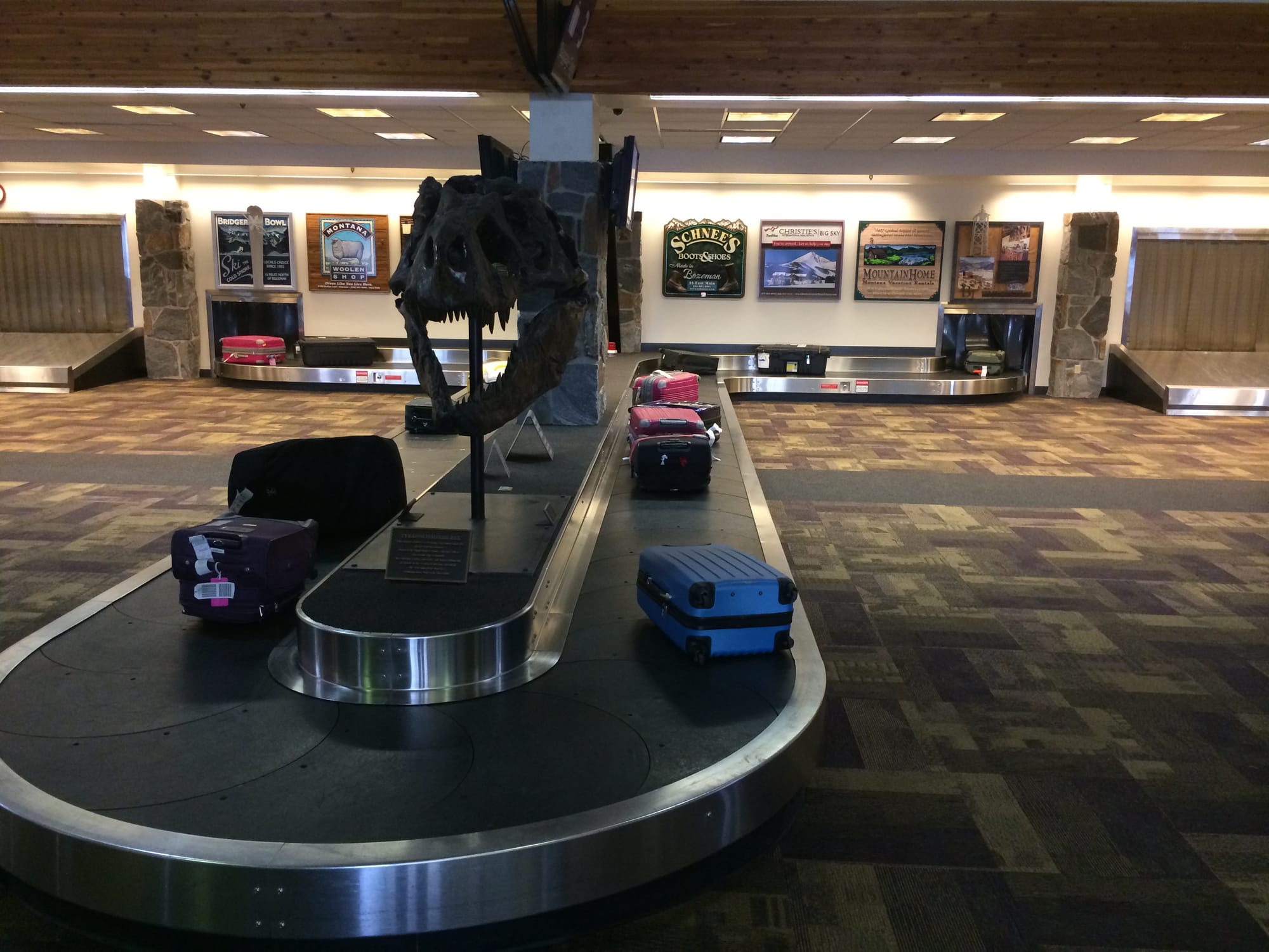 Photo by Author — a dinosaur skull at baggage claim — Bozeman Montana Airport