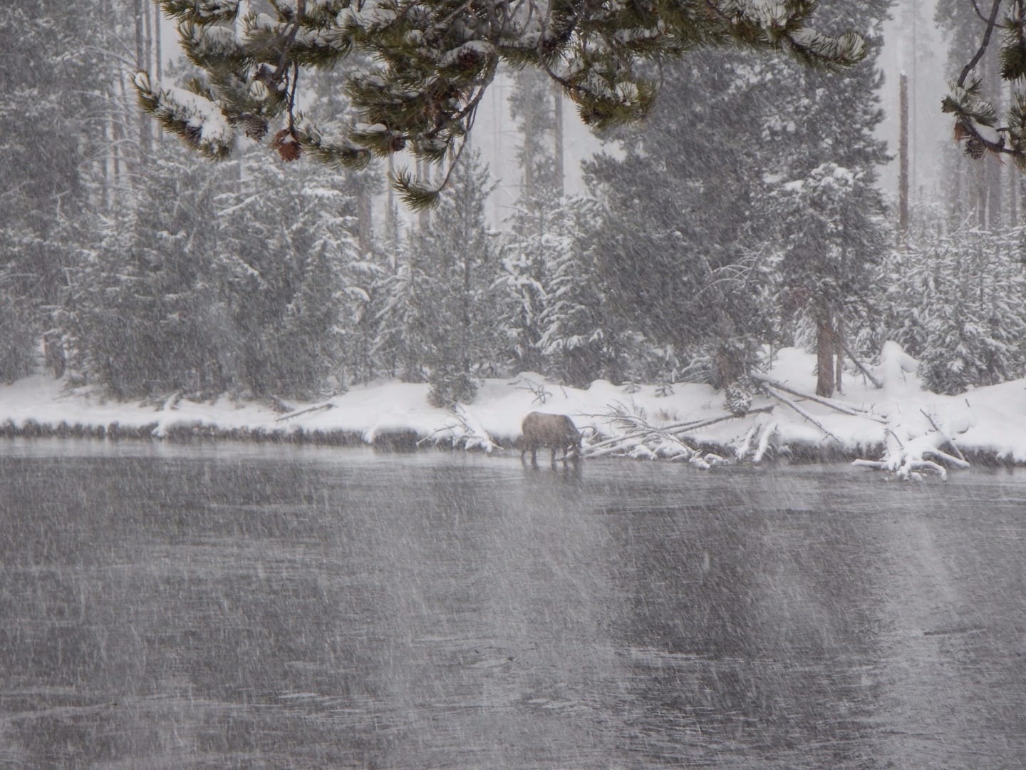 Photo by Author — an Elk across the river