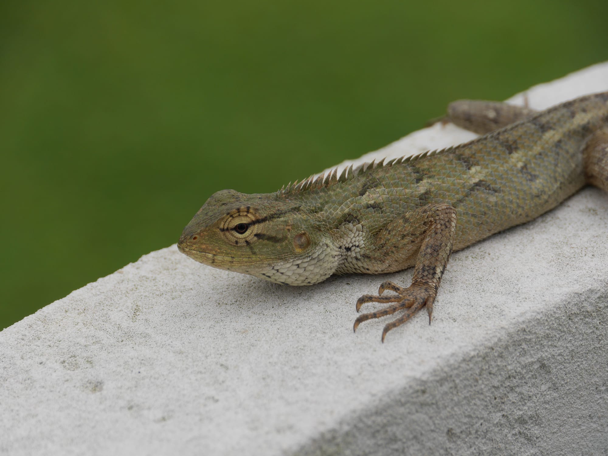 Photo by Author — lizard in the sun — Kranji War Memorial, Singapore