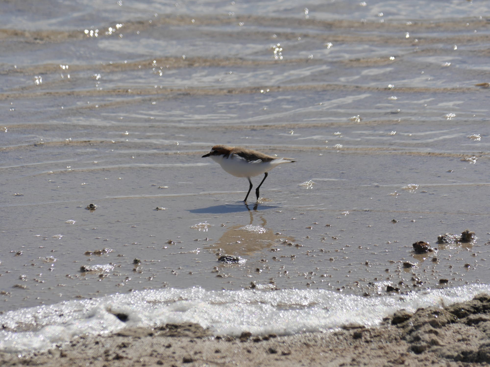 Photo by Author — wildlife at Lake Thetis, Cervantes, WA 6511, Australia