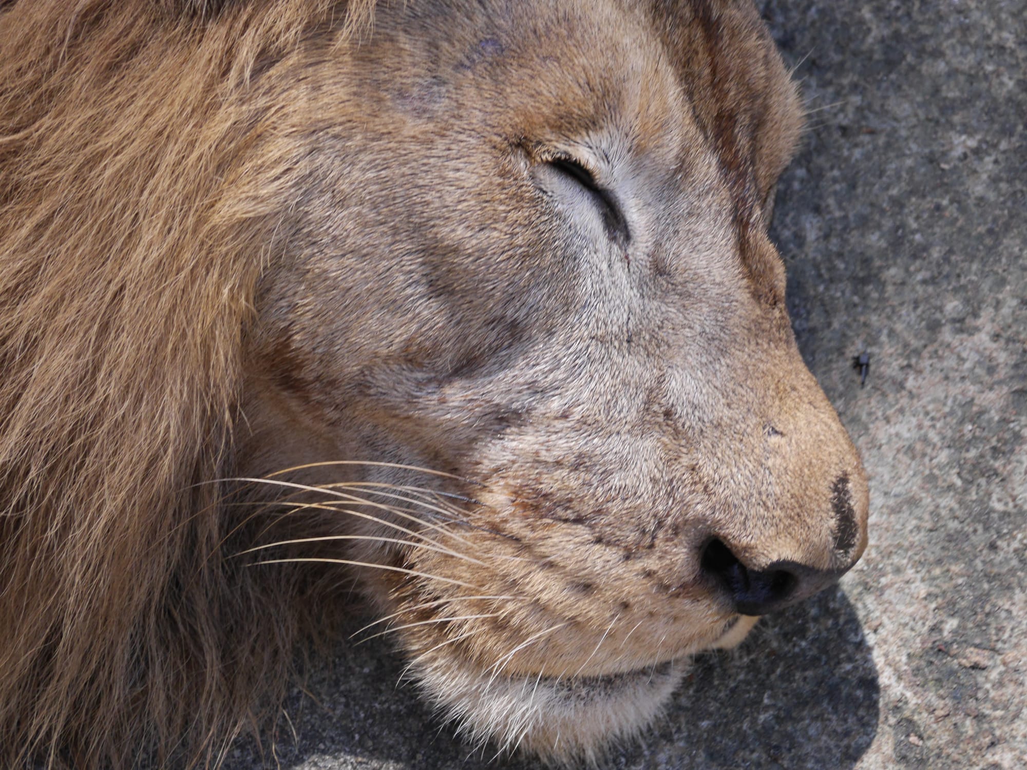 Photo by Author — lions— The Zoo, Johor Bahru, Johor, Malaysia