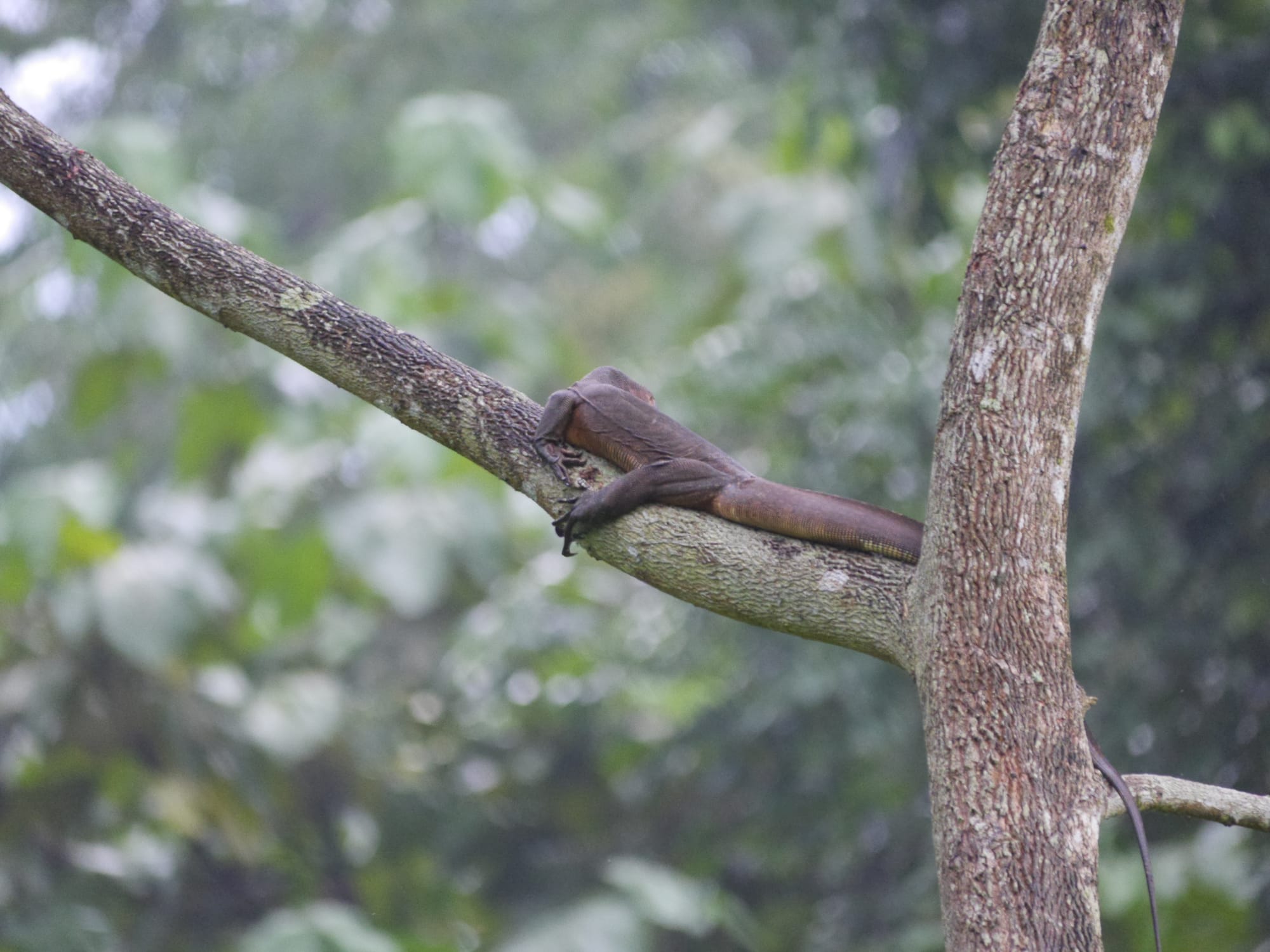 Photo by Author — a lizard in a tree — Admiralty Park, Woodlands, Singapore