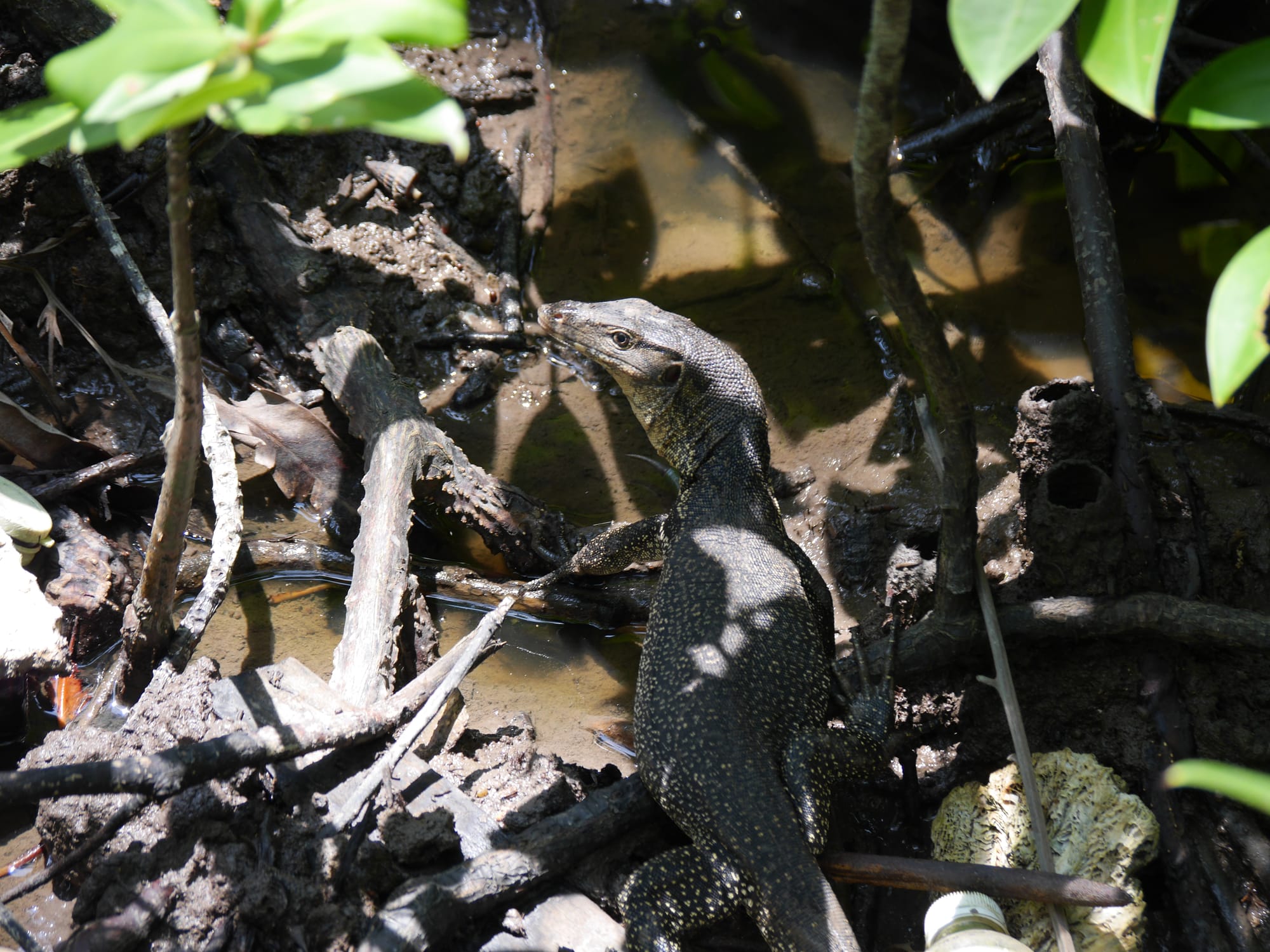 Photo by Author — Malayan Water Monitor (Varanus salvator) — Tanjung Piai National Park