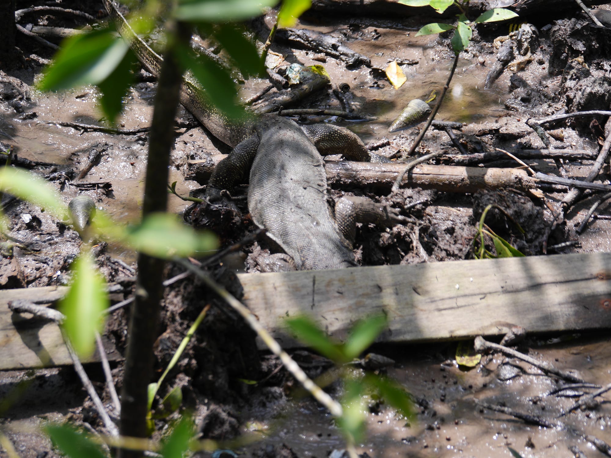 Photo by Author — Malayan Water Monitor (Varanus salvator) — Tanjung Piai National Park