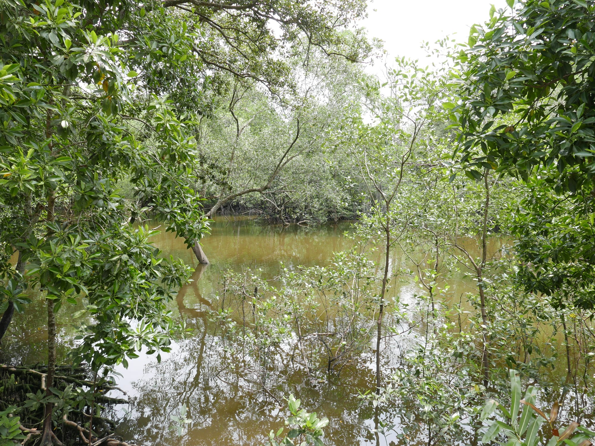 Photo by Author — coastal section of Sungei Buloh Wetland Reserve, Singapore