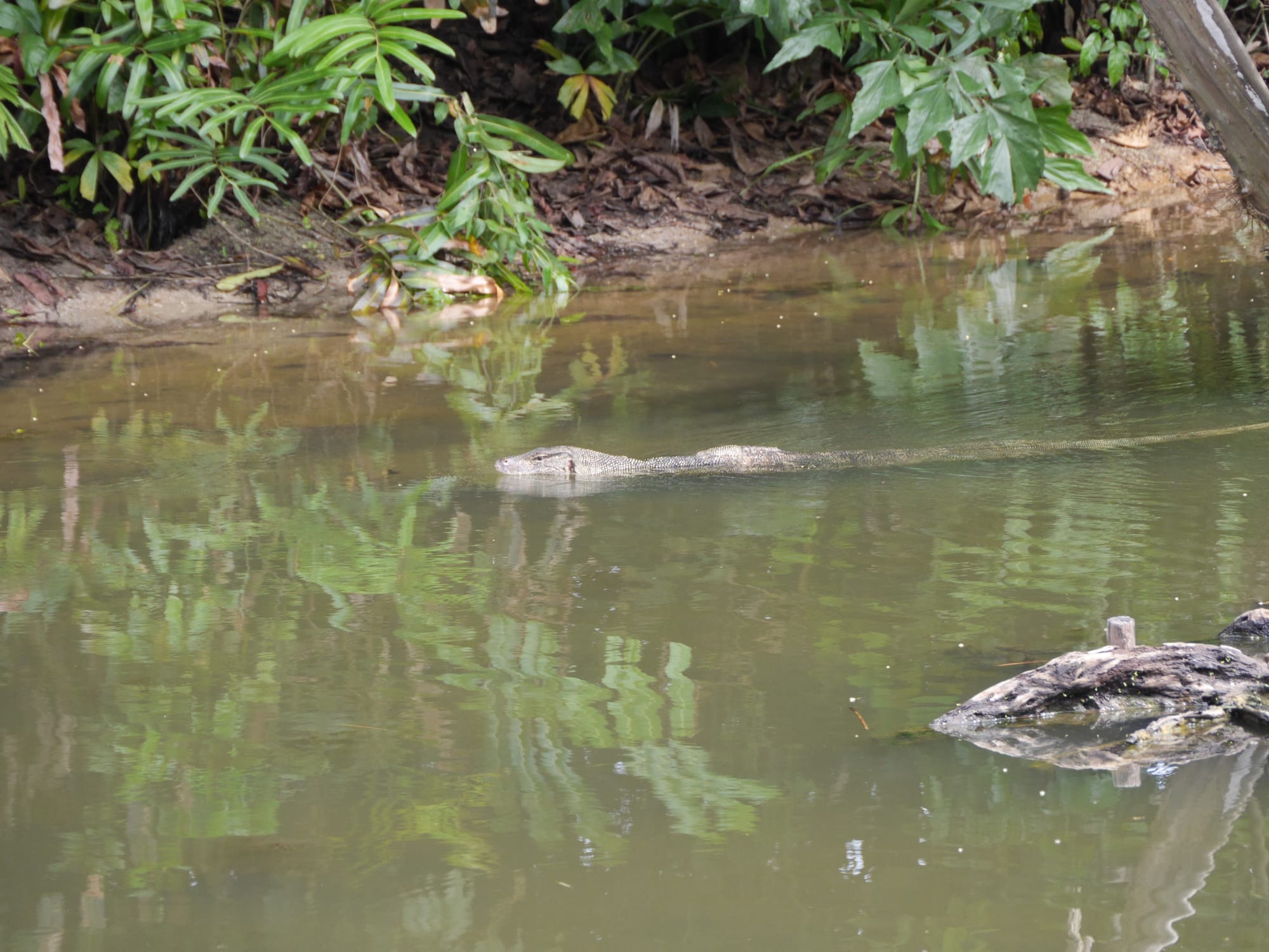 Photo by Author — monitor lizard — Sungei Buloh Wetland Reserve, Singapore