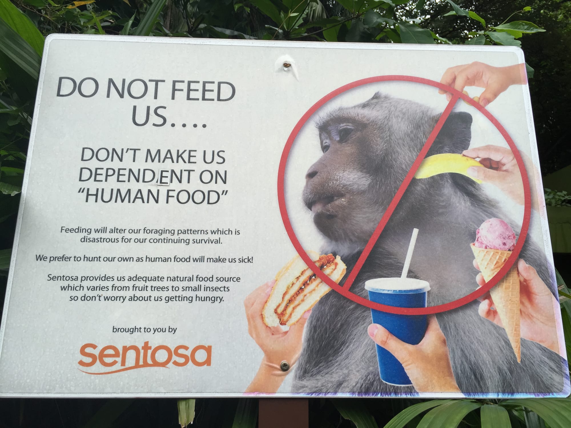 Photo by Author — monkeys on Sentosa Island, Singapore?