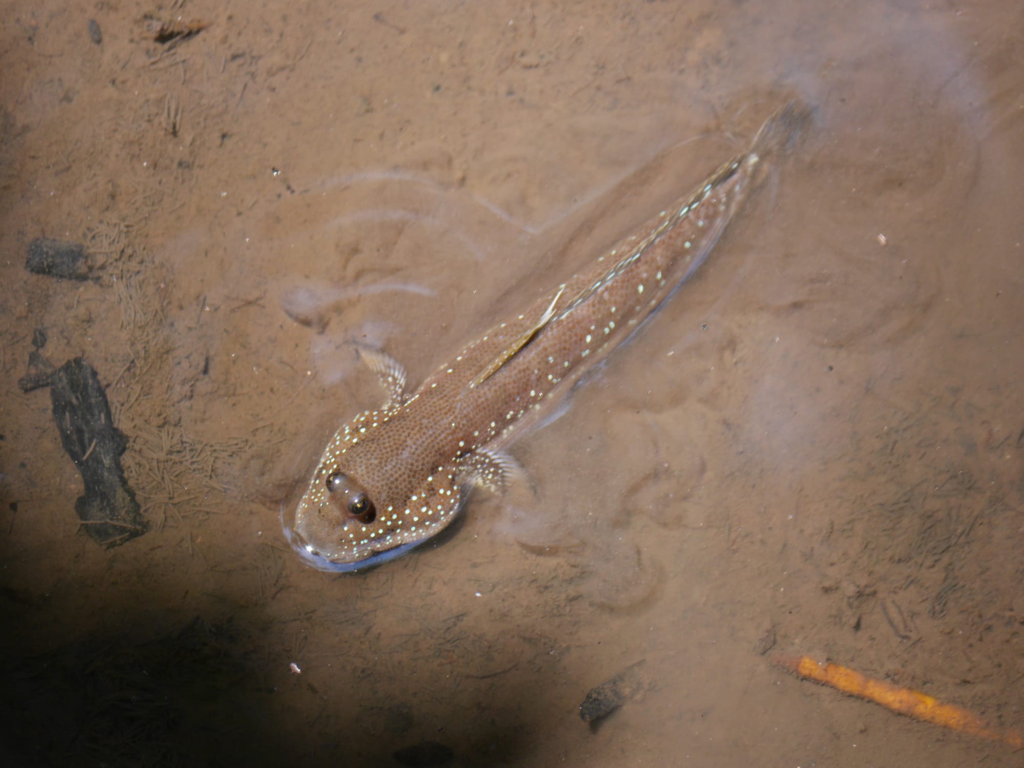 Photo by Author — Mudskippers (Periophthalmodon spp) — Tanjung Piai National Park