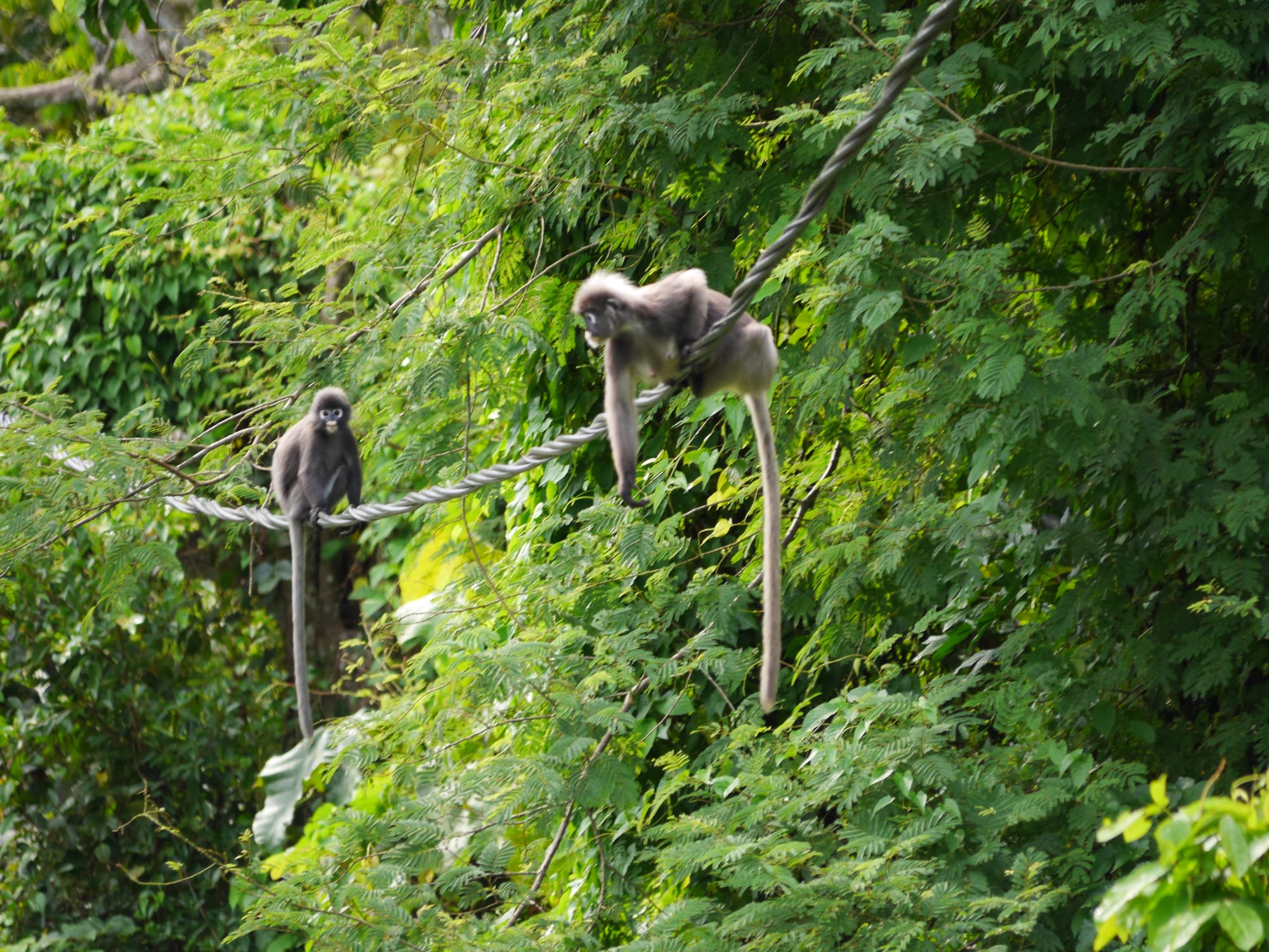 Photo by Author — Dusky Leaf Monkeys (Trachypithecus obscurus) — Kota Tinggi, Johor, Malaysia