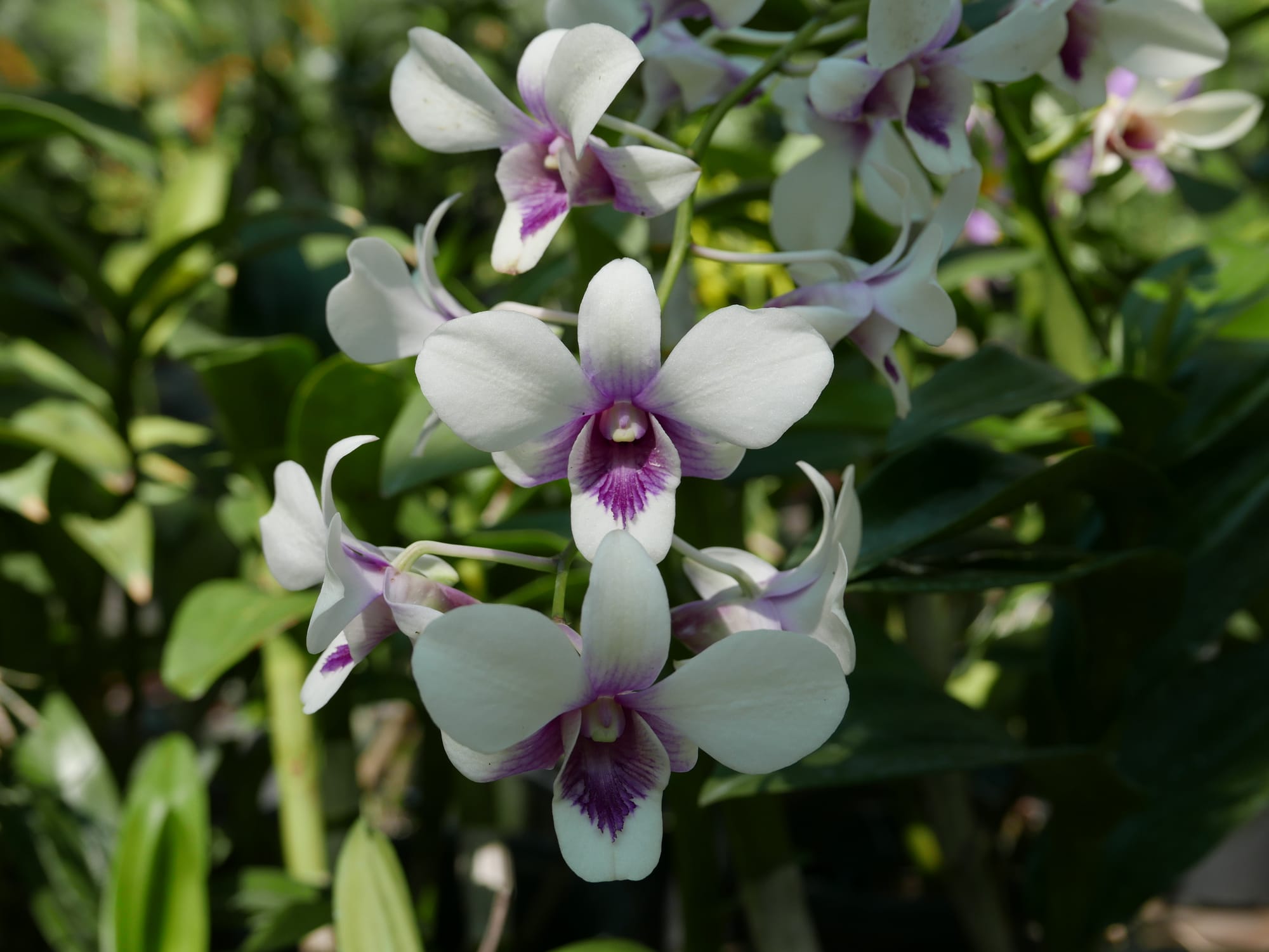 Photo by Author — the orchid garden — Hutan Bandar, Johor Bahru, Johor, Malaysia