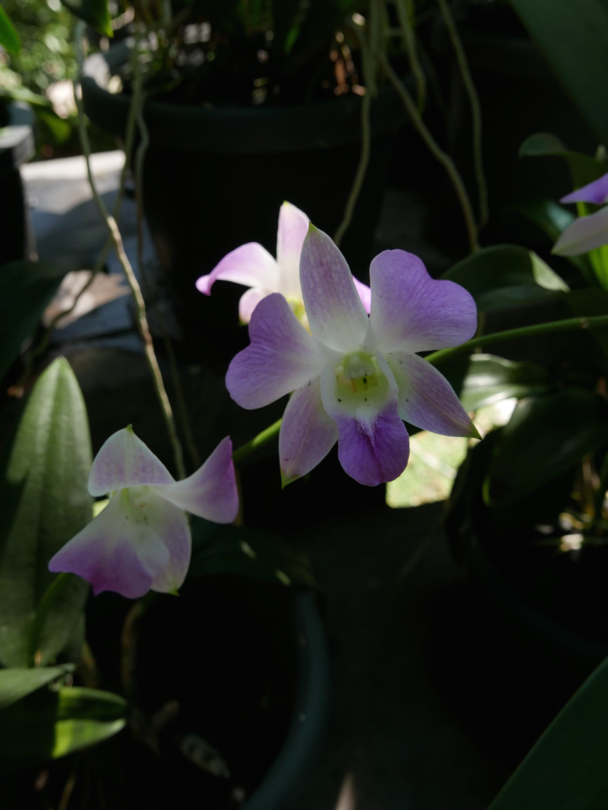 Photo by Author — the orchid garden — Hutan Bandar, Johor Bahru, Johor, Malaysia