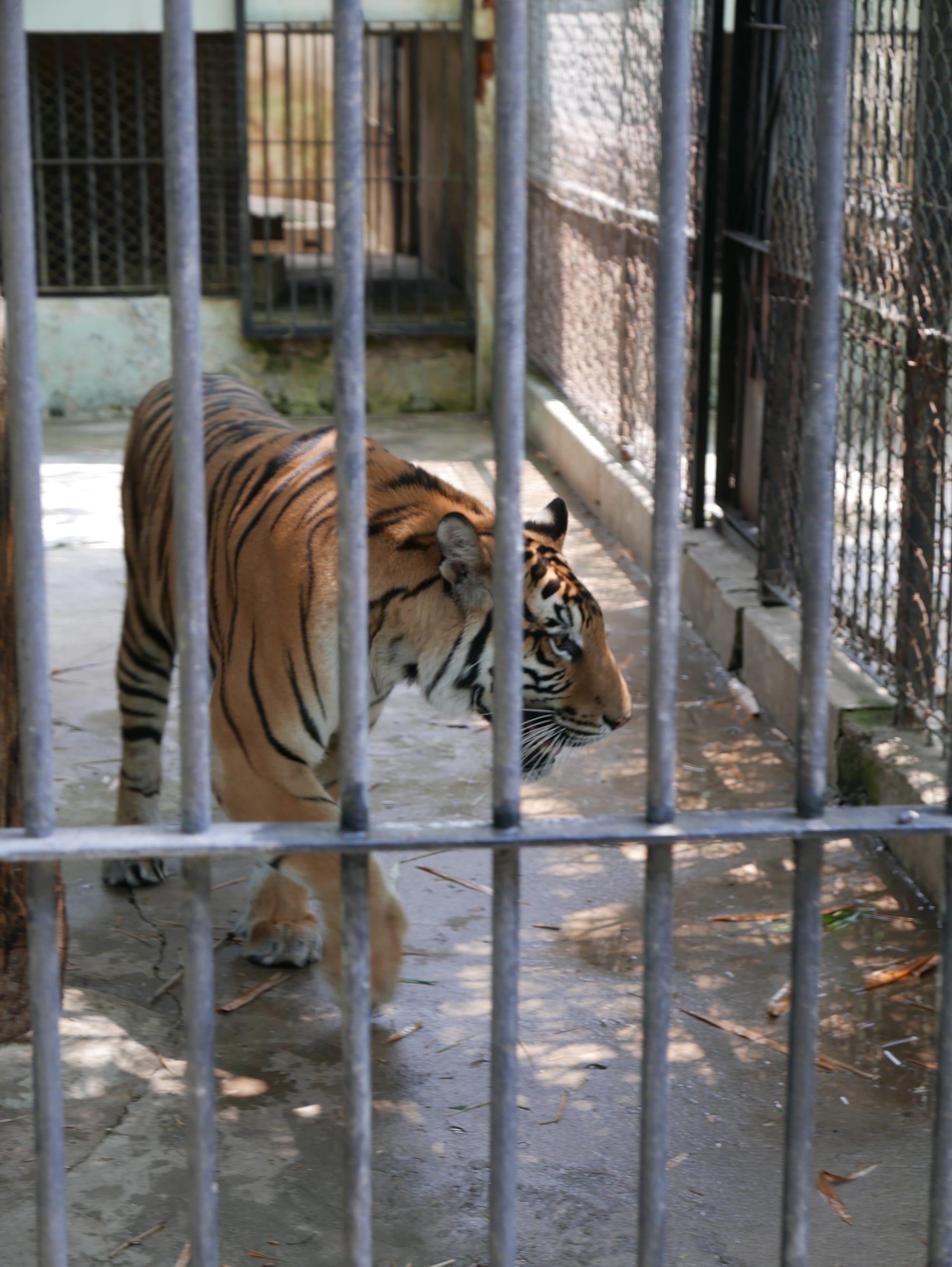 Photo by Author — tiger at Yadanabon Zoo, Mandalay, Myanmar