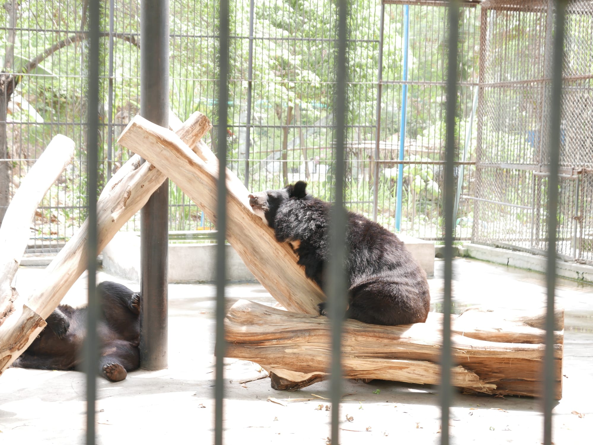 Photo by Author — bears at Yadanabon Zoo, Mandalay, Myanmar