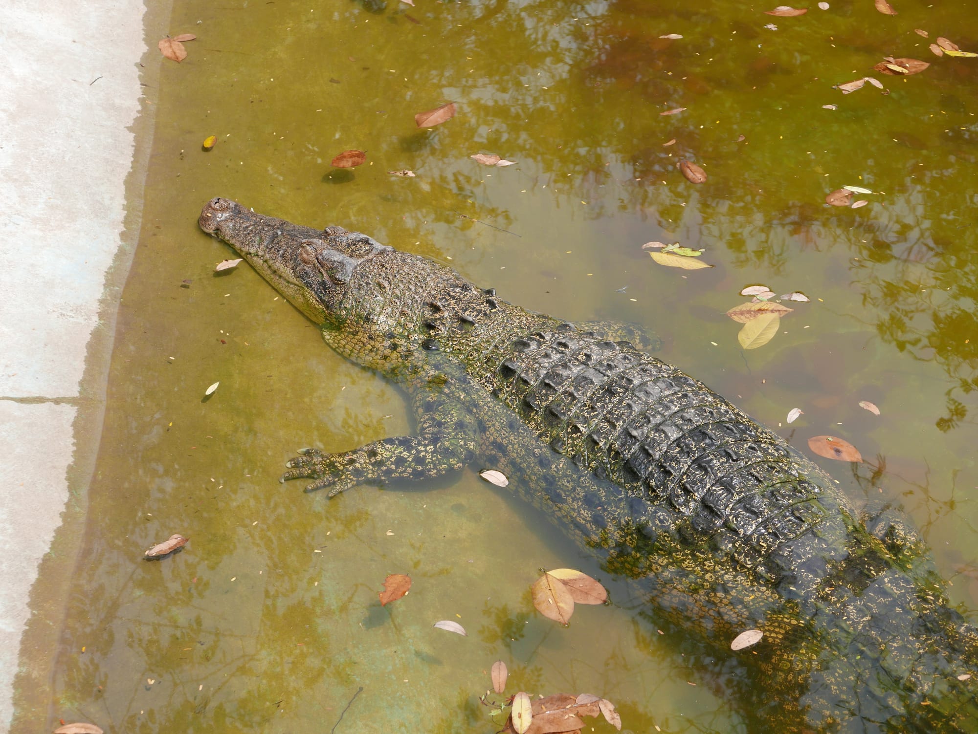 Photo by Author — crocodile at Yadanabon Zoo, Mandalay, Myanmar
