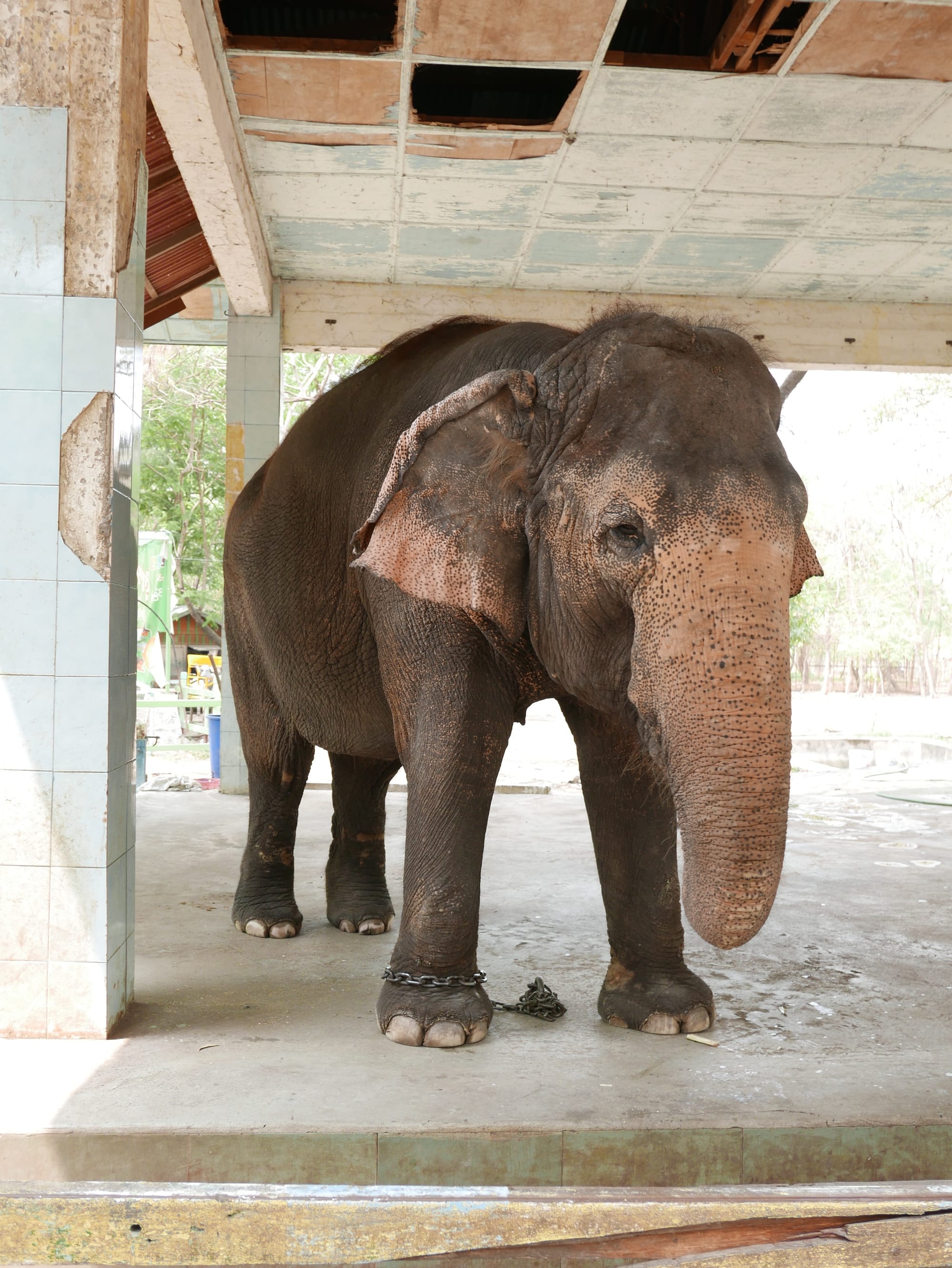 Photo by Author — elephant at Yadanabon Zoo, Mandalay, Myanmar