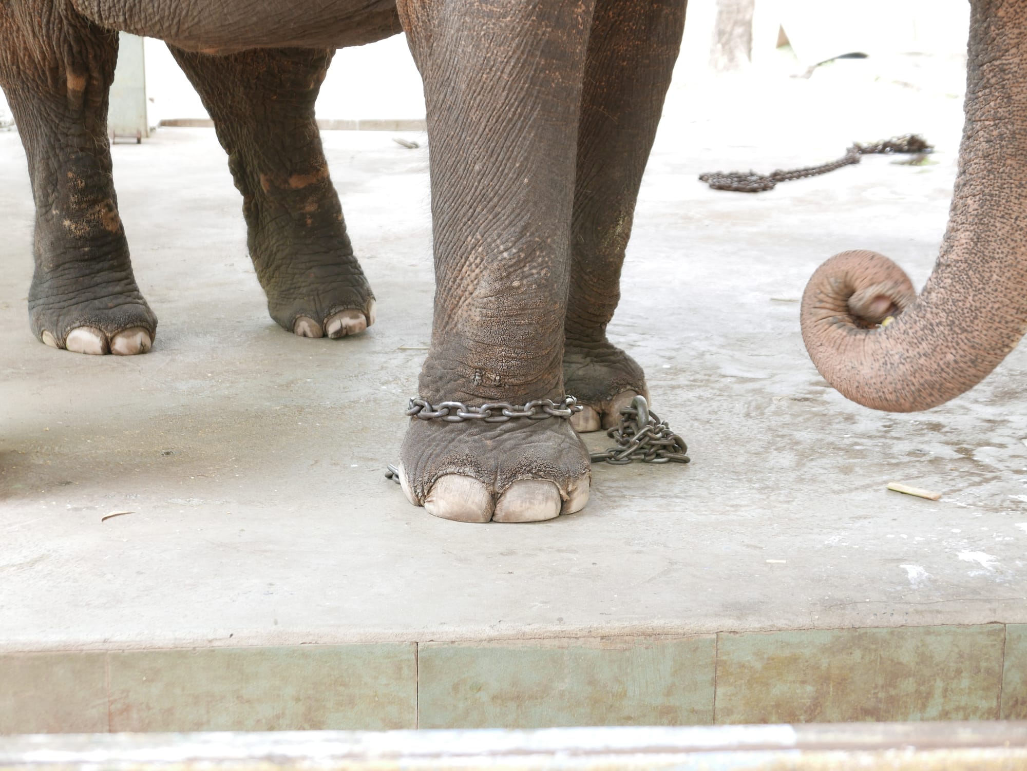 Photo by Author — chained elephant at Yadanabon Zoo, Mandalay, Myanmar