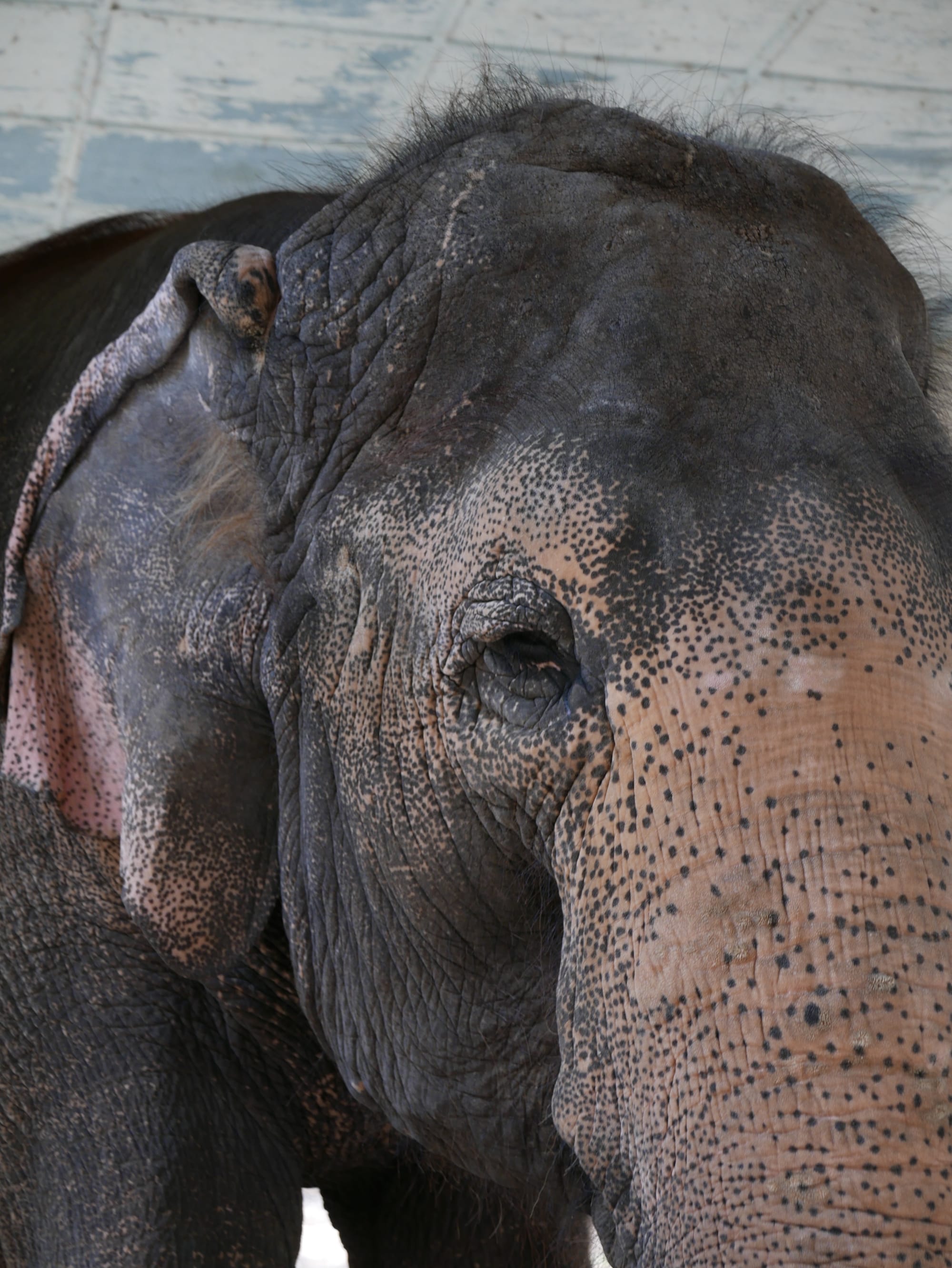 Photo by Author — elephant at Yadanabon Zoo, Mandalay, Myanmar