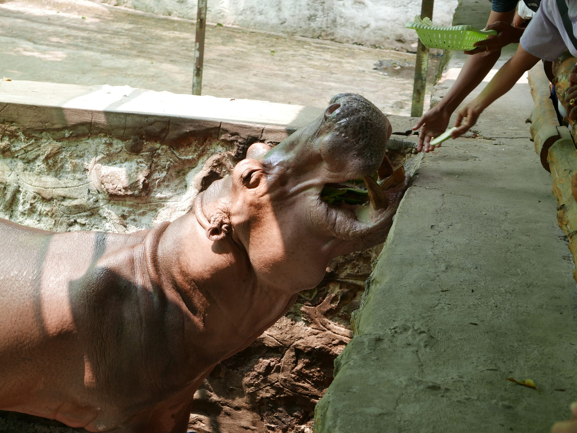 Photo by Author — a hippopotamus at Yadanabon Zoo, Mandalay, Myanmar