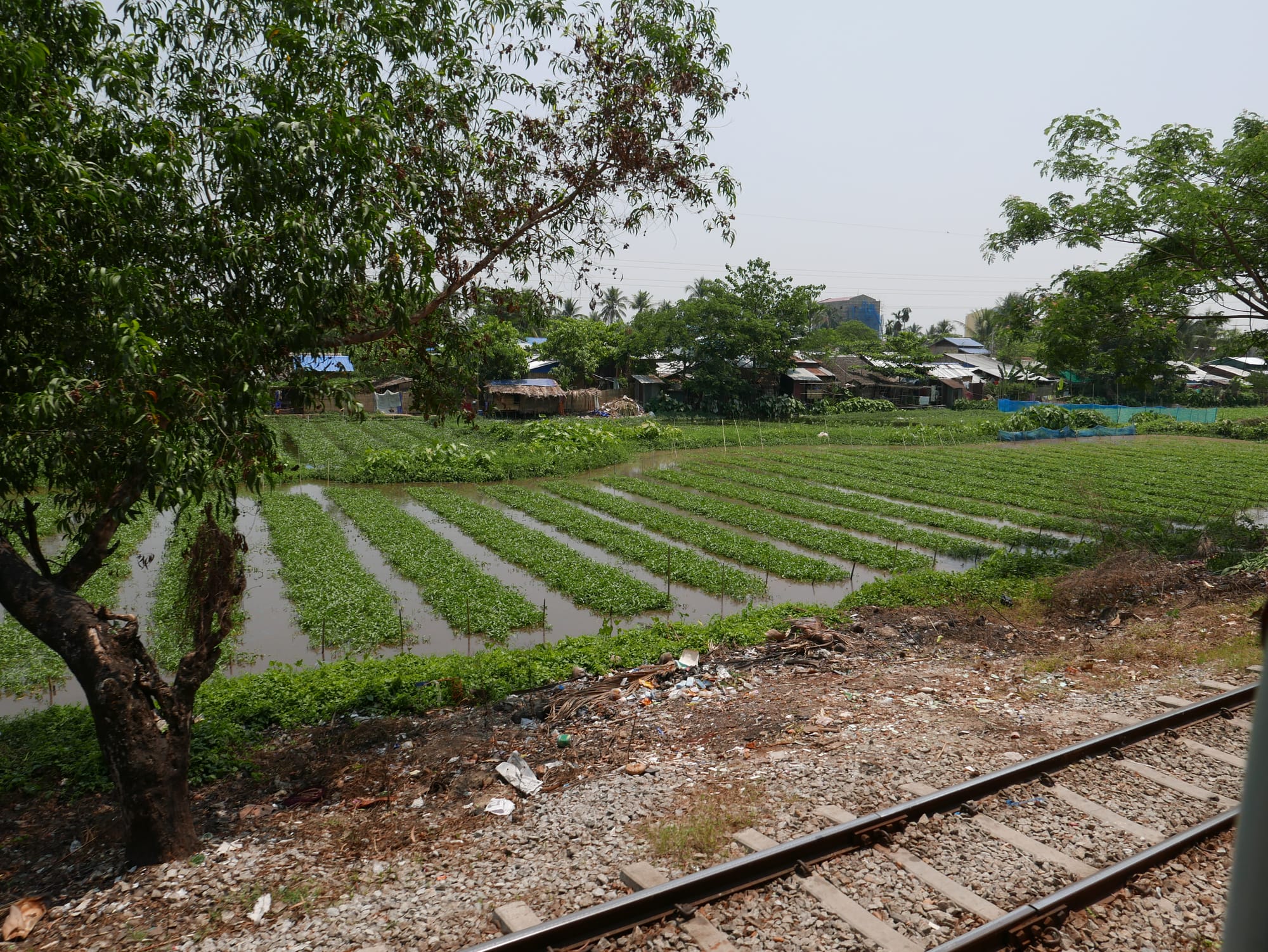 Photo by Author — farming by the track — Yangon Railway