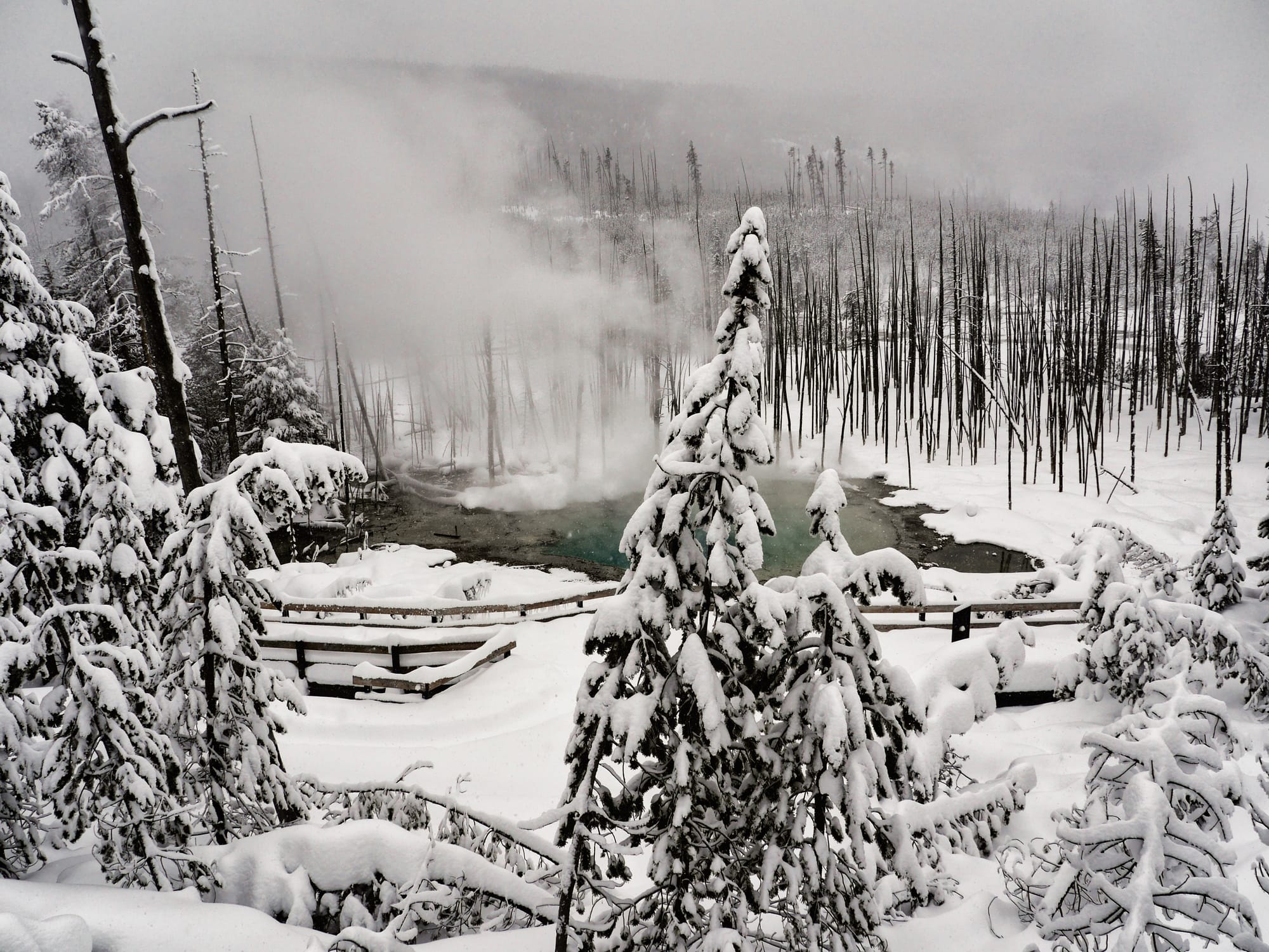 Photo by Author — ice-covered trees and thermal activity, Norris Geyser Basin