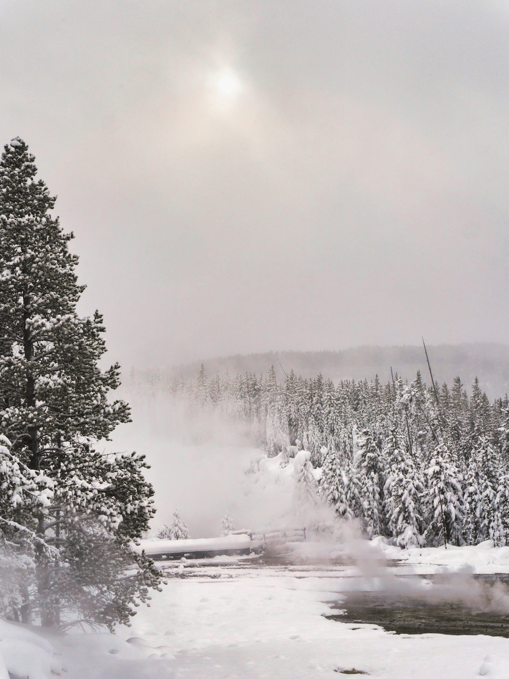 Photo by Author — ice-covered trees and thermal activity, Norris Geyser Basin