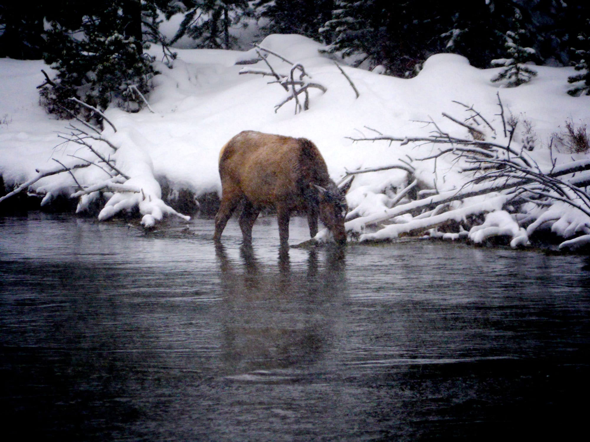 Photo by Author — an Elk across the river