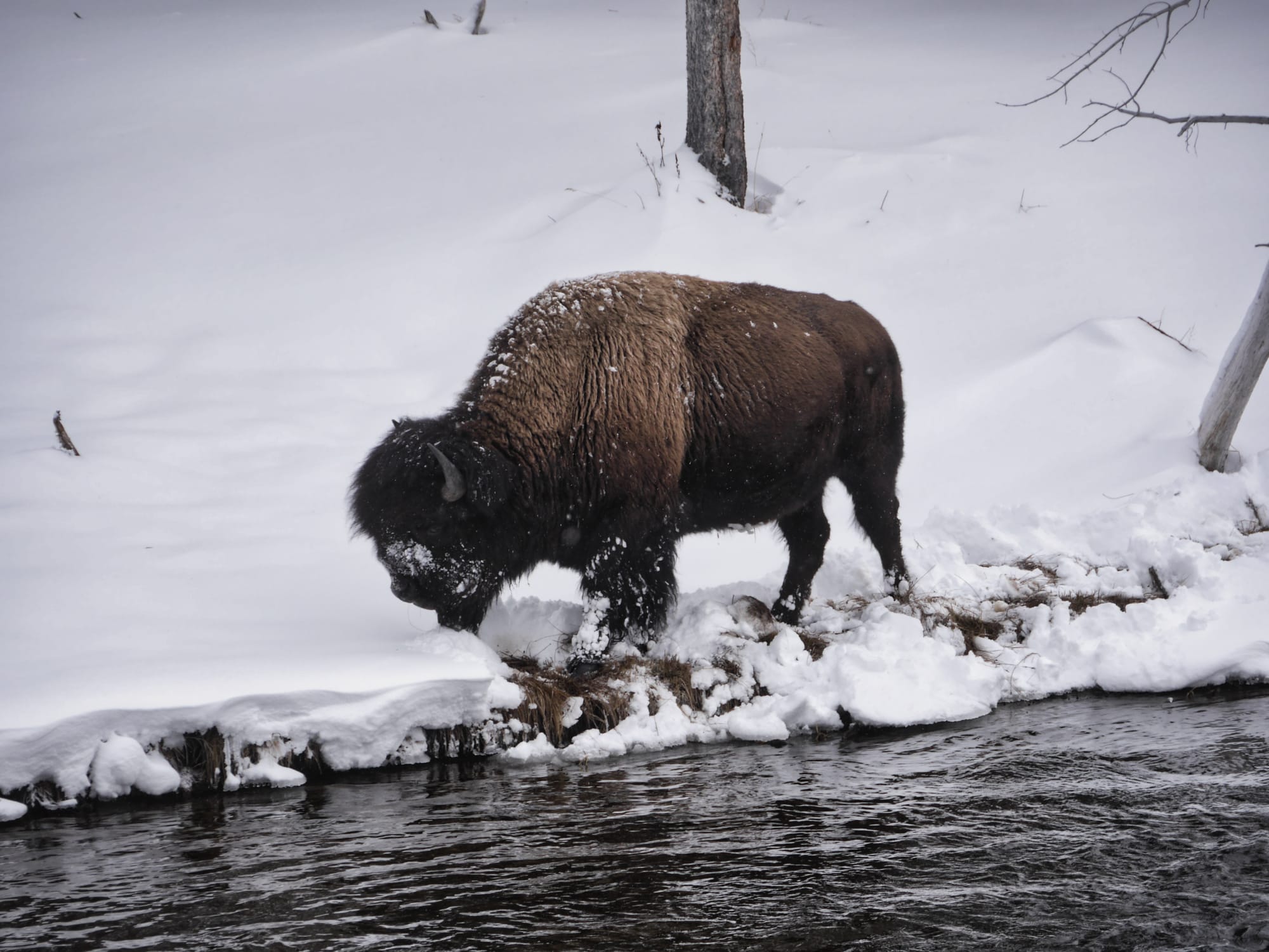 Photo by Author — a solitary bison seeking food — snowshoe tour of the Upper Geyser Basin