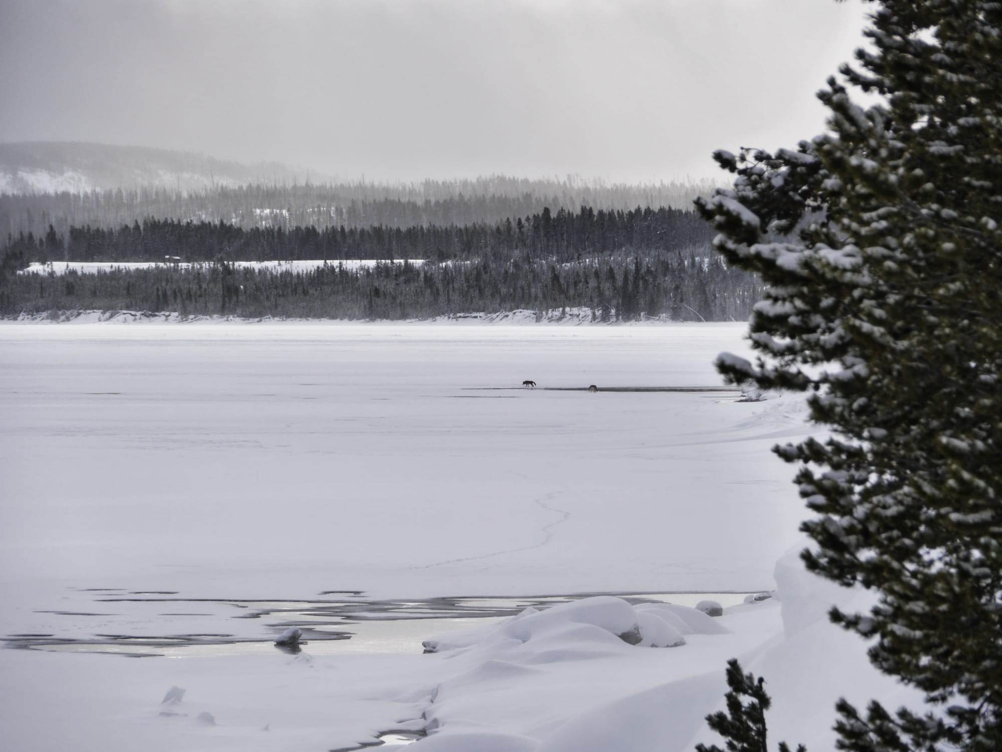 Photo by Author — looking out at West Thumb and Yellowstone Lake — note the wolves