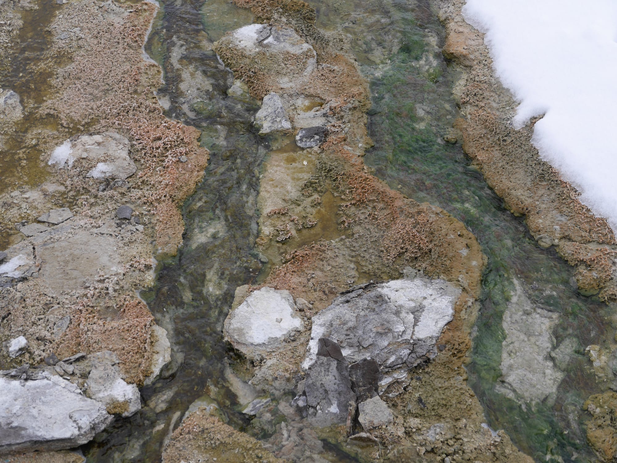 Photo by Author — alga and bacteria mats — West Thumb Geyser Basin