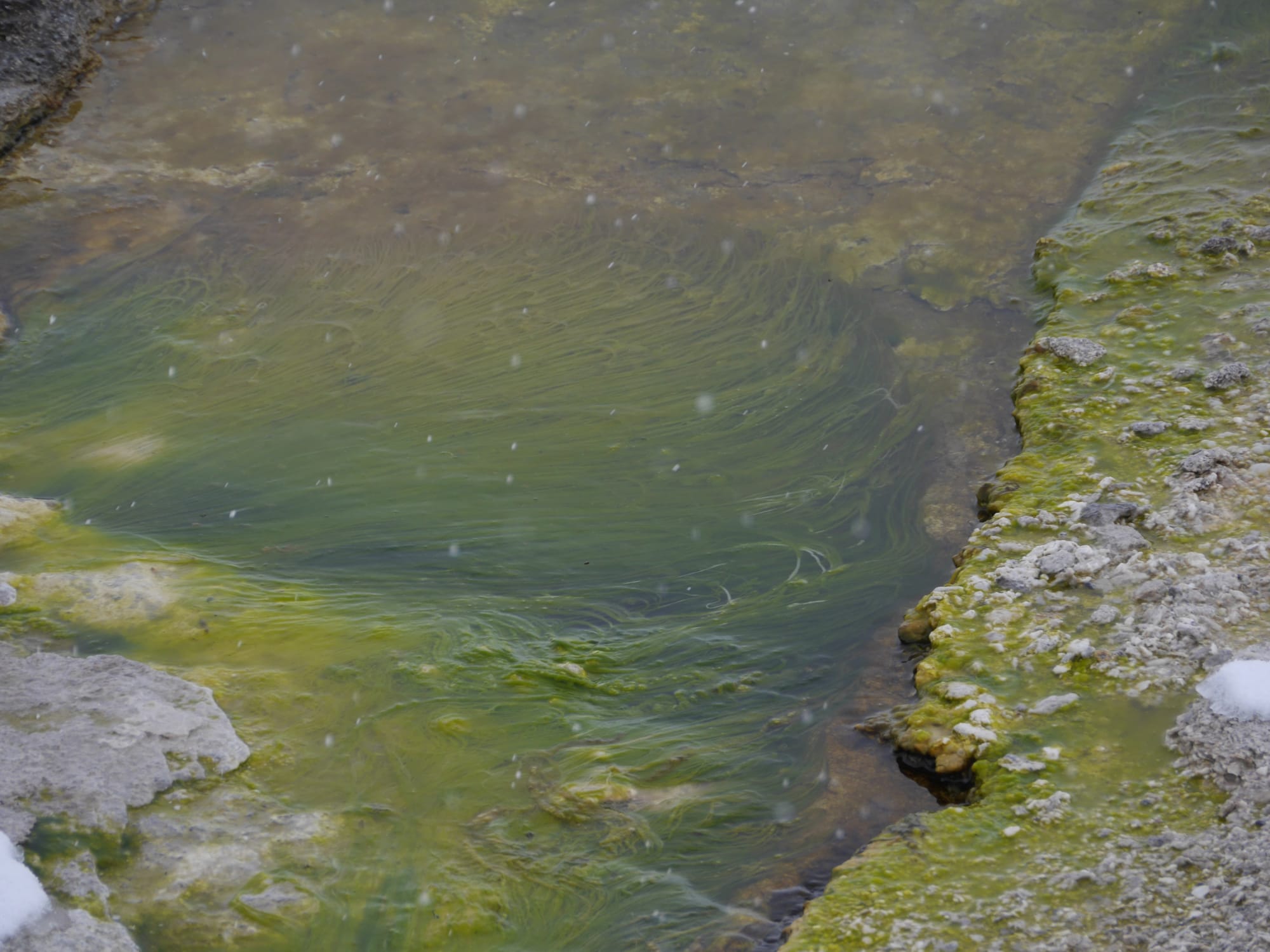 Photo by Author — alga growing in a hot spring — West Thumb Geyser Basin