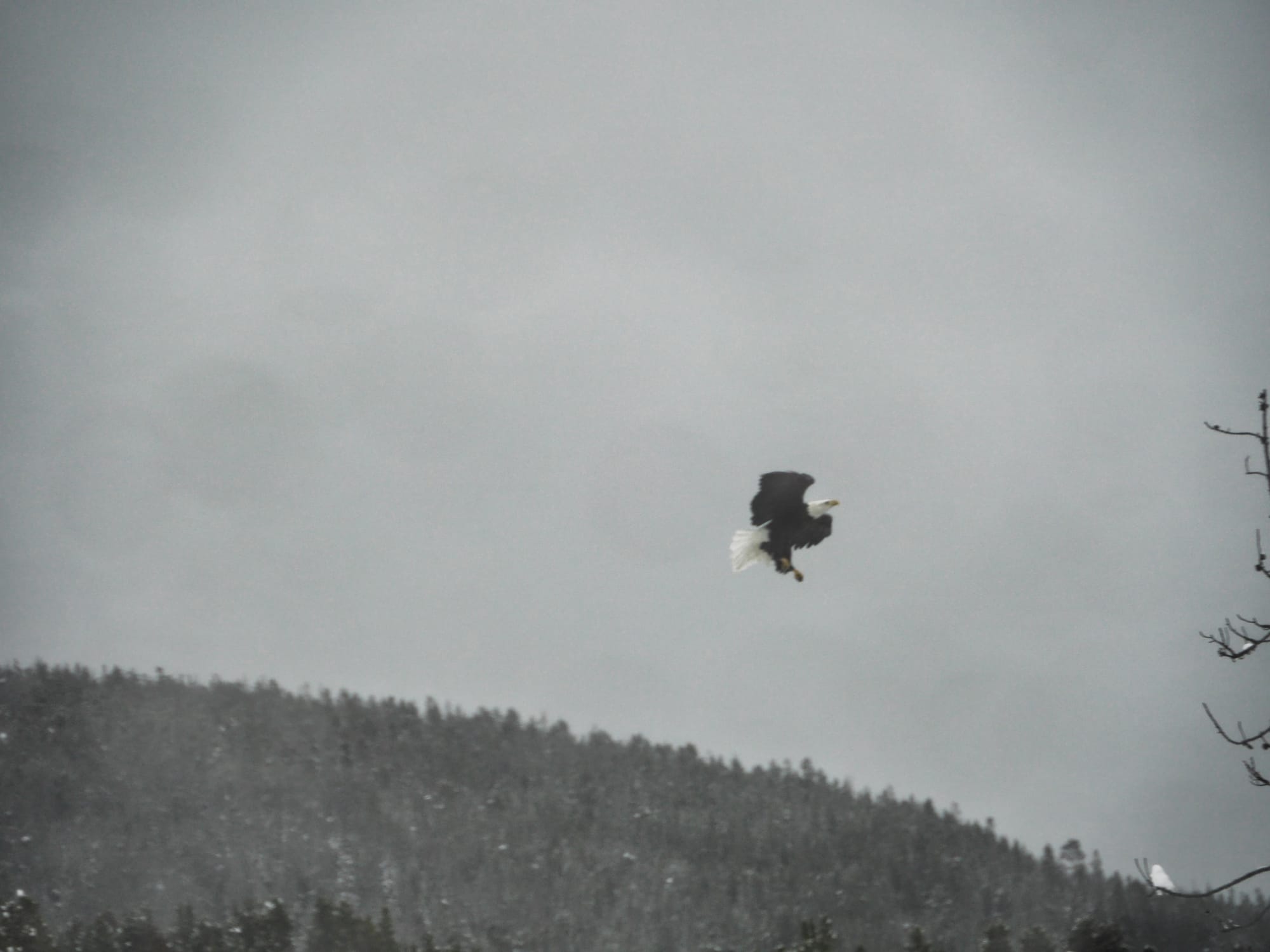 Photo by Author — a Bald Eagle near Fishing Bridge — sorry about the photo