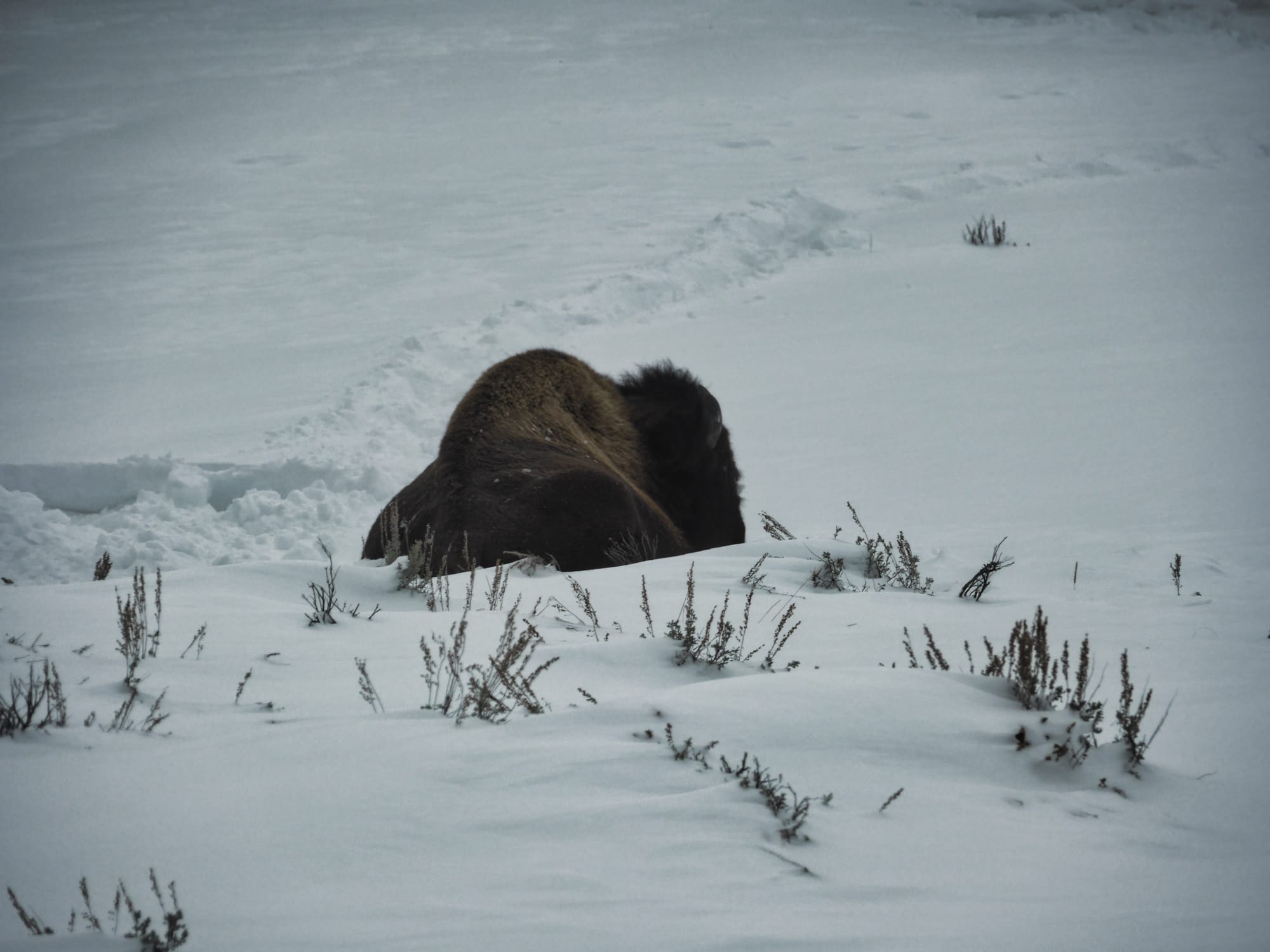 Photo by Author — Yellowstone Bison