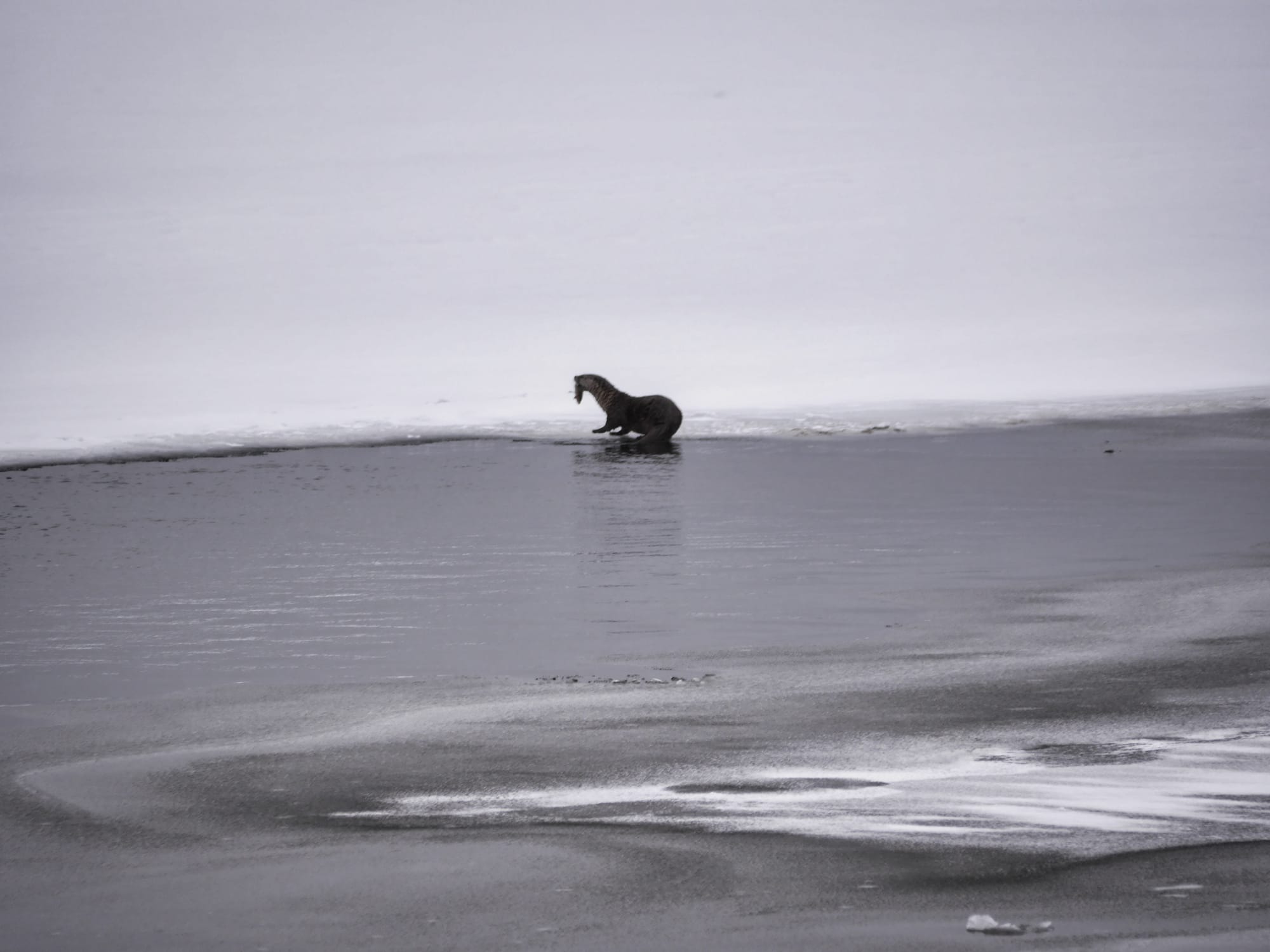 Photo by Author — an otter fishing on the Yellowstone River