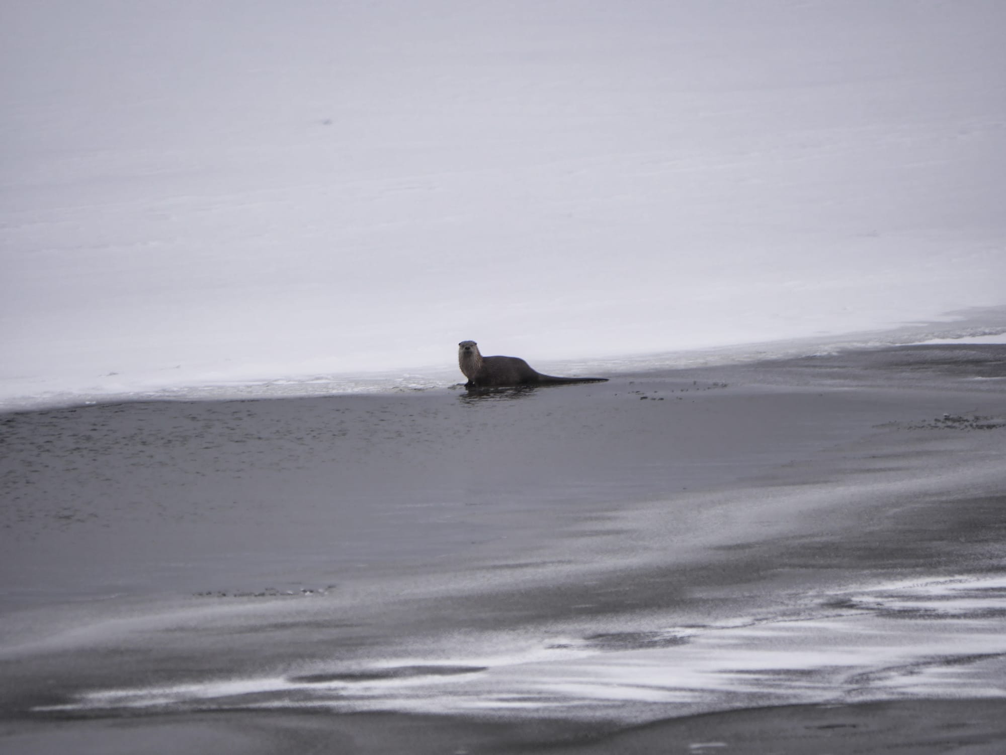 Photo by Author — an otter fishing on the Yellowstone River