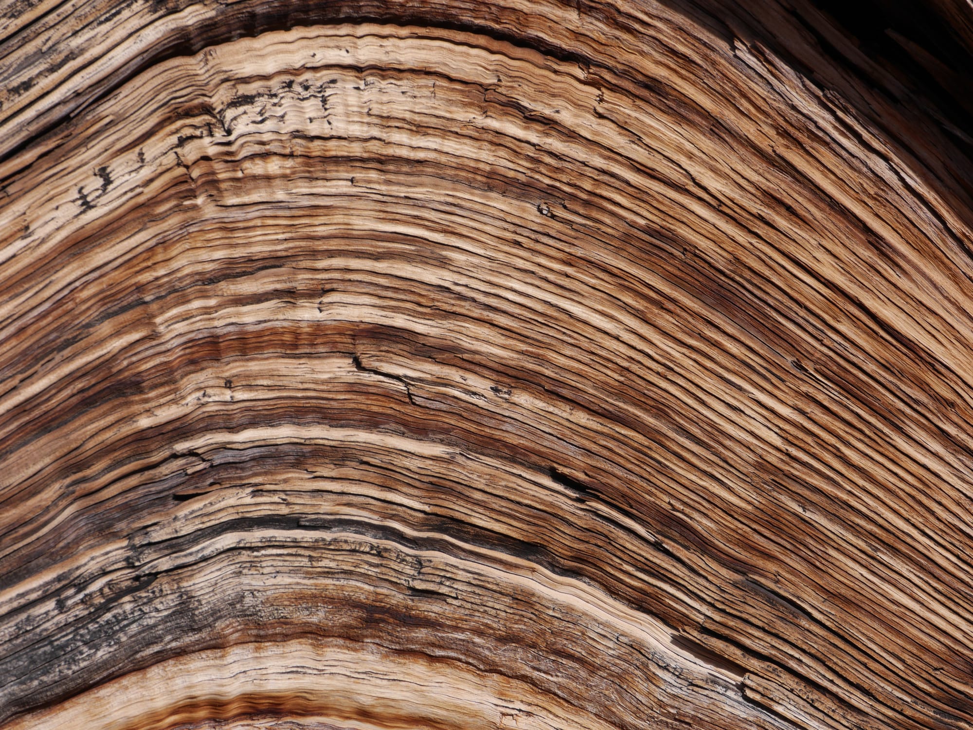 Photo by Author — weathered wood