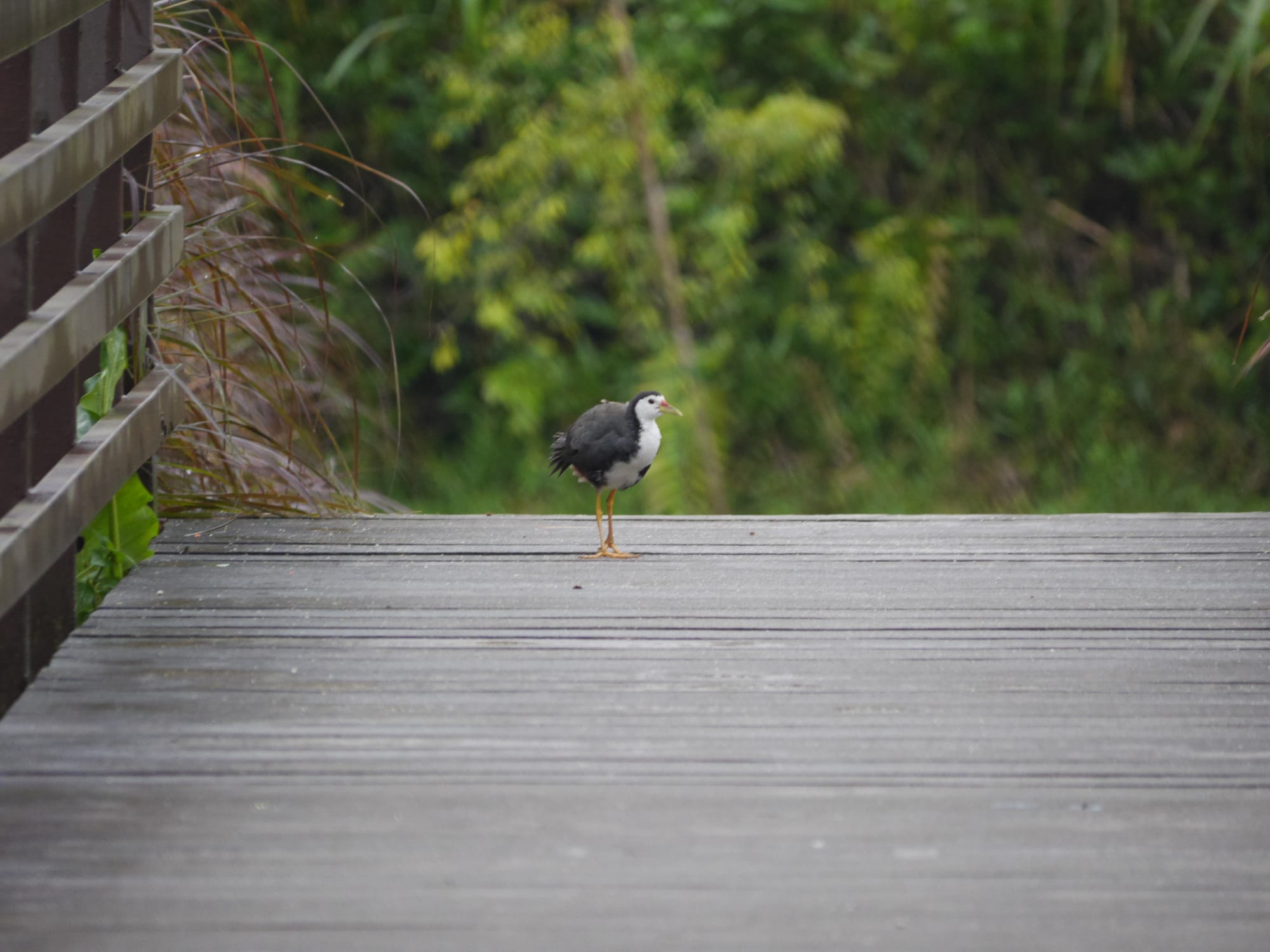 Photo by Author — White-breasted Waterhen (Amaurornis phoenicurus) — Admiralty Park, Woodlands, Singapore